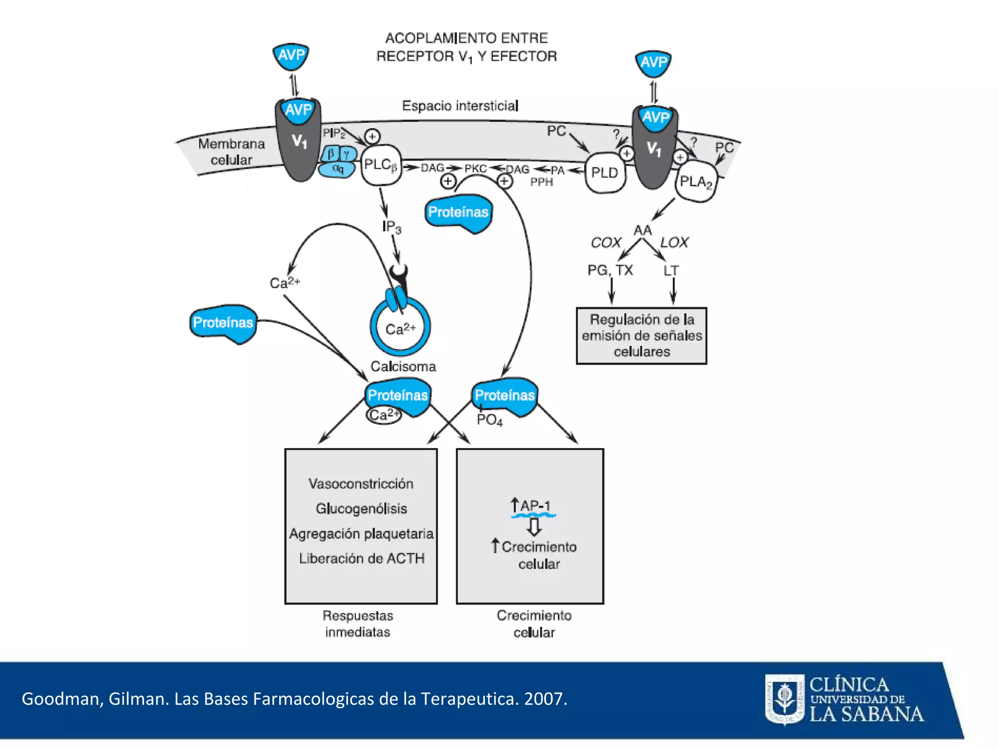 Agentes Inotropicos Farmacologia clinica de los vasopresores e inotropicos | PPT ...