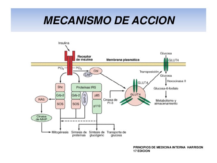 Farmacologia de insulinas (2) copia Farmacologia de insulinas (2) copia