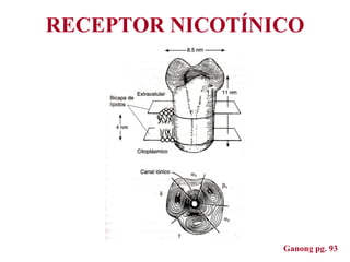 RECEPTOR NICOTÍNICO <ul><li>Ganong pg. 93 </li></ul>