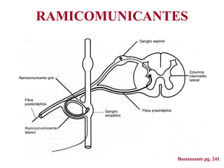 RAMICOMUNICANTES <ul><li>Bustamante pg .  241 </li></ul>