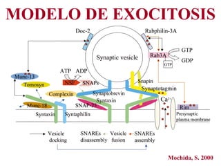MODELO DE EXOCITOSIS <ul><li>Mochida, S. 2000 </li></ul>