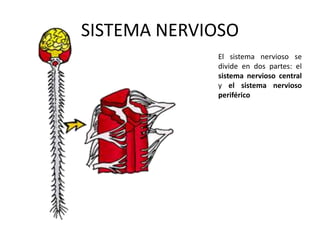 SISTEMA NERVIOSO
El sistema nervioso se
divide en dos partes: el
sistema nervioso central
y el sistema nervioso
periférico
 