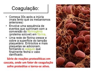 Série de reações proteolíticas em
cascata, onde um fator de coagulação
  sofre proteólise e torna-se ativo.
 