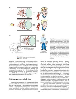 91
Fig. 6.38. Mecanismo de acción y efectos
colaterales indeseables de los fármacos
antipsicóticos. a) Mecanismo de acción de los
fármacos antipsicóticos. Los antipsicóticos
típicos o clásicos (fenotiazinas, butirofenonas
tioxantenos, etc.), al bloquear los receptores
dopaminérgicos D2
possinápticos en el sistema
mesolímbico, reducen o suprimen los síntomas
positivos de las psicosis. b) Efectos colaterales
indeseables de los fármacos antipsicóticos.
Estos fármacos ocasionan trastornos
extrapiramidales (ejemplo, parkinsonismo)
debido al bloqueo de receptores dopaminérgicos
D2
possinápticos en la vía nigroestriada, la
que nace en la sustancia negra mesencefálica y
proyecta sus fibras hasta el núcleo caudado y
putamen.
prolactina. A estos fármacos se les denominan atípicos;
con ello se elimina el concepto de que acción antipsicótica,
extrapiramidalismo y aumento de prolactina son propieda-
des inherentes y necesarias de todos los antipsicóticos. La
clozapina muestra mayor selectividad por la vía mesolímbica
y mesocortical que por la vía nigroestriada, presenta baja
afinidad por los receptores D2
y alta afinidad por los D4
;
además, bloquea receptores α1
adrenérgicos, muscarí-
nicos, 5-HT2
e histaminérgicos H1
. Estas propiedades pue-
den explicar la actividad atípica de este fármaco.
Sistema receptor colinérgico
Los receptores colinérgicos son complejos moleculares
que en las células del organismo reciben selectivamente la
señal de la acetilcolina y de otros agentes relacionados
con ella, y responden transformándola en una respuesta
celular específica. Se clasifican en 2 tipos: muscarínicos y
nicotínicos. Inicialmente esta distinción se realizó sobre la
base de las respuestas de órganos efectores a fármacos
agonistas y antagonistas; de esta forma se observó que la
acetilcolina producía, cuando se inyectaba, una variedad
de respuestas que podían ser reproducidas total o parcial-
mente por algunas sustancias relacionadas químicamente,
por ejemplo, los efectos de la acetilcolina en la unión
neuroefectora colinérgica, producidos por excitación de fi-
bras posganglionares parasimpáticas, eran reproducidos
por la administración de muscarina y bloqueados
selectivamente por la atropina; en cambio, los efectos de la
acetilcolina sobre los ganglios autónomos y la unión
neuromuscular eran imitados por la inyección de nicotina y
bloqueados selectivamente por la tubocurarina; a los re-
ceptores responsables del primer tipo de efectos se les de-
nominómuscarínicos, y a los del segundo tipo,nicotínicos.
La biología molecular ha confirmado la existencia de
estos 2 tipos de receptores cuya estructura, naturaleza, lo-
calización y funciones son completamente diferentes.
Los receptores muscarínicos pertenecen a la familia de
receptores acoplados a proteínas G (metabotrópicos),
A ntipsic tico t pico
b)
D opa m in a
R eceptor dopam inØrgico D possinÆ
ptico
2
V a nigroe striada
B loqueo dopam inØrgico
en la v a nigroestriada
Tra stornos
extrapiram idales
 
