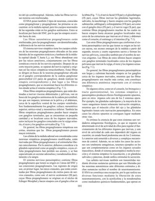 101
tro del eje cerebroespinal. Además, todas las fibras nervio-
sas motoras son mielinizadas.
El SNA posee también 2 tipos de neuronas, conocidas
como preganglionar y posganglionar; las primeras se en-
cuentran en la médula espinal, pero los cuerpos neuronales
de las segundas están en los ganglios autónomos. Estos se
localizan por fuera del SNC, por lo que las sinapsis ocurri-
rán fuera de este.
Las fibras autonómicas preganglionares están
mielinizadas, pero las posganglionares son desmielinizadas,
a diferencia de los nervios motores.
El sistema nervioso simpático tiene los cuerpos celula-
res de las neuronas preganglionares ubicadas en las astas
laterales de los segmentos torácicos y lumbares de la médu-
la espinal (desde T1
hasta L3
); sus fibras abandonan esta
por las raíces anteriores, conjuntamente con las fibras
somáticas a través de los nervios espinales. Después de un
corto trayecto juntas, se separan del nervio espinal y origi-
nan así las raíces simpáticas toracolumbares. Estas fibras
se dirigen en busca de la neurona posganglionar ubicada
en el ganglio correspondiente de la cadena ganglionar
paravertebral (22 pares de ganglios), donde realizan las
sinapsis correspondientes y dan lugar a las fibras
posganglionares, que se encaminan hacia los diferentes si-
tios donde actúa el sistema simpático (Fig. 7.1).
Otras fibras simpáticas preganglionares, que están des-
tinadas a inervar vísceras abdominales y pélvicas, van en
busca de los ganglios autónomos de la cadena prevertebral,
los que son impares; terminan en la pelvis y el abdomen,
cerca de la superficie ventral de los cuerpos vertebrales.
Son fundamentalmente los ganglios: celíaco, mesentérico
superior, aórtico-renal y mesentérico inferior. También las
fibras simpáticas preganglionares pueden hacer sinapsis
con ganglios terminales, que se encuentran en pequeña
cantidad y se localizan cerca de los órganos inervados;
estos incluyen los ganglios conectados con la vejiga urina-
ria, el recto y los ganglios cervicales (Fig. 7.1).
En general, las fibras preganglionares simpáticas son
cortas, mientras que las fibras posganglionares poseen
mayor extensión.
Las células de la médula adrenal son consideradas como
neuronas simpáticas posganglionares modificadas, están
inervadas por fibras preganglionares y al estimularlas libe-
ran catecolaminas. Por lo anterior, debemos considerar a la
glándula suprarrenal como un ganglio simpático, cuyas cé-
lulas posganglionares han perdido sus axones, y se han
especializado en secretar adrenalina y noradrenalina direc-
tamente a la sangre.
El sistema nervioso parasimpático contiene fibras
preganglionares que tienen su origen en 2 áreas del SNC y
sus conexiones posganglionares. Las regiones de origen
son, en primer lugar, las raíces craneales, que están consti-
tuidas por fibras preganglionares de ciertos pares de ner-
vios craneales, como son: el nervio oculomotor (III par),
cuyas fibras preganglionares se originan en el núcleo de
Edinger-Westphal y hacen sinapsis con el ganglio ciliar en
laórbita(Fig. 7.1);elnerviofacial(VIIpar)yelglosofaríngeo
(IX par), cuyas fibras inervan las glándulas lagrimales,
salivales, la nasofaringe y hacen sinapsis con los ganglios
submaxilar, sublingual y esfenopalatino (VII par), así como
con el ganglio ótico (IX par), y el nervio vago (X par), que
contiene fibras preganglionares muchas de las cuales no
hacen sinapsis hasta alcanzar ganglios localizados muy
cerca de las estructuras que inervan en el tórax y abdomen
como el corazón, el estómago y el intestino (Fig. 7.1).
Las otras fibras preganglionares que conforman el sis-
tema parasimpático son las que tienen su origen en las raí-
ces sacras, sus axones emergen de la médula a partir del
segundo, tercero y cuarto segmentos sacros y forman los
nervios pélvicos, conocidos también por el nombre de ner-
vios erigentes. Las fibras de estos últimos hacen sinapsis
con ganglios terminales localizados cerca de los órganos
pelvianos que inervan la vejiga, el recto y los órganos sexua-
les (Fig. 7.1).
En general, las fibras preganglionares parasimpáticas
son largas y culminan haciendo sinapsis en los ganglios
cerca de los órganos inervados, mientras que las fibras
posganglionares son mucho más cortas; esta constituye
una diferencia anatómica importante con el sistema
simpático.
En algunos sitios, como en el corazón, los bronquios y
tracto gastrointestinal, los sistemas simpático y
parasimpático producen efectos fisiológicamente opuestos,
pero en otros órganos solo uno de los 2 sistemas opera.
Por ejemplo, las glándulas sudoríparas y la mayoría de los
vasos sanguíneos tienen solamente inervación simpática,
mientras que el músculo ciliar del ojo y las glándulas
lagrimales tienen solo inervación parasimpática. En estos
casos los efectos opuestos se consiguen lograr mediante
otras vías.
Es errónea la creencia de que estos sistemas son ver-
daderos antagonistas fisiológicos, ya que se requiere un
determinado nivel de actividad de ellos para regular el fun-
cionamiento de los diferentes órganos que inervan, y este
nivel de actividad de cada uno dependerá del órgano en
cuestión; en estado basal predomina uno de los 2 sistemas.
Lo anterior está sometido a diversos y complejos mecanis-
mos de control. Además, no en todos los casos las accio-
nes son totalmente antagónicas, tenemos ejemplos en los
que son complementarias como en los órganos sexuales
masculinos, donde el sistema parasimpático media la erec-
ción y el sistema simpático la eyaculación, y en glándulas
salivales y páncreas, donde ambos estimulan la secreción.
Las señales nerviosas también son transmitidas me-
diante diversas sustancias químicas que son liberadas por
las neuronas autonómicas ante diferentes estímulos y di-
chas sustancias reciben el nombre de neurotransmisores.
El SNA no constituye una excepción, por lo que realiza sus
diversas funciones mediante la liberación de estos
neurotransmisores, con la acetilcolina y la noradrenalina
como mediadores químicos fundamentales, que operan en
 