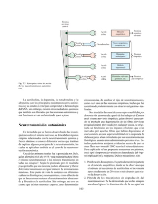103
La acetilcolina, la dopamina, la noradrenalina y la
adrenalina son los principales neurotransmisores autonó-
micos y su estudio es vital para comprender la farmacología
del SNA; sin embargo, existen otros mediadores químicos
que también son liberados por las neuronas autonómicas y
sus funciones se van esclareciendo poco a poco.
Neurotransmisión autonómica
En la medida que se fueron desarrollando las investi-
gaciones sobre el sistema nervioso, se dilucidaban algunos
enigmas relacionados con la neurotransmisión química y
fueron dándose a conocer diferentes teorías que trataban
de explicar algunos principios de la neurotransmisión, las
cuales se aplicaban también en el caso de la neurotrans-
misión autonómica.
Una de las primeras teorías fue la postulada por Dale,
quien afirmaba en el año 1934: “una neurona madura libera
el mismo neurotransmisor o los mismos transmisores en
todas sus sinapsis”. Según lo planteado por él, resultaba
poco probable que una neurona pudiera almacenar y liberar
diferentes transmisores en igual número de terminaciones
nerviosas. Este punto de vista lo sustentó con diferentes
evidencias fisiológicas y neuroquímicas, como el hecho de
que en las neuronas motoras el neurotransmisor almacena-
do y liberado es la acetilcolina. Sin embargo, no tuvo en
cuenta que existen neuronas capaces, ante determinadas
Fig. 7.2. Principales sitios de acción
de los neurotransmisores autonómi-
cos.
circunstancias, de cambiar el tipo de neurotransmisores,
como es el caso de las neuronas simpáticas, hecho que fue
corroborado posteriormente con otras investigaciones rea-
lizadas.
Otra teoría fue la conocida comosupersensibilidad por
denervación, demostrada a partir de los trabajos deCannon
en el sistema nervioso simpático, quien observó que cuan-
do se producía una degeneración de las fibras nerviosas
posganglionares provocada por cualquier causa, se origi-
naba un fenómeno en los órganos efectores que eran
inervados por aquellas fibras que habían degenerado, el
cual consistía en una supersensibilidad en la respuesta de
dichos órganos al ser estimulados por sus neurotransmisores
fisiológicos cuando eran administrados por otras vías. Es-
tudios posteriores arrojaron evidencias acerca de que en
otras fibras nerviosas del SNC ocurría el mismo fenómeno.
Para explicarlo se han propuesto numerosos mecanismos,
cuyo tipo e importancia variarán en dependencia del órga-
no implicado en la respuesta. Dichos mecanismos son:
1. Proliferación de receptores. Es particularmente importante
en el músculo esquelético, donde se ha observado que
el número de receptores de acetilcolina se incrementa
aproximadamente en 20 veces o más después que ocu-
rre la denervación.
2. Pérdida de los mecanismos de degradación del
neurotransmisor. Se ha demostrado que en las sinapsis
noradrenérgicas la disminución de la recaptación
Sistema
nervioso
central
Sistema
somático
eferente
Sistema
simpático
Sistema
parasimpático
Acetil-
colina
Acetil-
colina
Acetil-
colina
Noradrenalina
Acetil-
colina
Acetil-
colina
Acetil-
colina
Músculo
esquelético
Vasos sanguíneos,
corazón, etc.
Glándulas
sudoríparas
Médula
suprarrenal
Glándulas salivales,
genitales, etc.
 