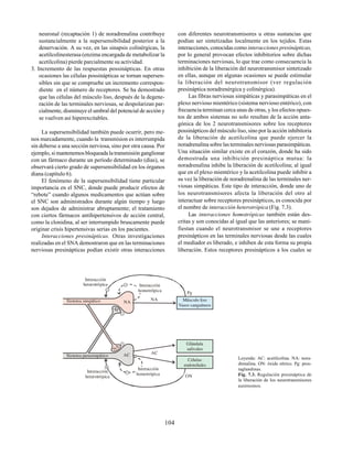 104
neuronal (recaptación 1) de noradrenalina contribuye
sustancialmente a la supersensibilidad posterior a la
denervación. A su vez, en las sinapsis colinérgicas, la
acetilcolinesterasa (enzima encargada de metabolizar la
acetilcolina) pierde parcialmente su actividad.
3. Incremento de las respuestas possinápticas. En otras
ocasiones las células possinápticas se tornan supersen-
sibles sin que se compruebe un incremento correspon-
diente en el número de receptores. Se ha demostrado
que las células del músculo liso, después de la degene-
ración de las terminales nerviosas, se despolarizan par-
cialmente, disminuye el umbral del potencial de acción y
se vuelven así hiperexcitables.
La supersensibilidad también puede ocurrir, pero me-
nos marcadamente, cuando la transmision es interrumpida
sin deberse a una sección nerviosa, sino por otra causa. Por
ejemplo, si mantenemos bloqueada la transmisión ganglionar
con un fármaco durante un período determinado (días), se
observará cierto grado de supersensibilidad en los órganos
diana (capítulo 6).
El fenómeno de la supersensibilidad tiene particular
importancia en el SNC, donde puede producir efectos de
“rebote” cuando algunos medicamentos que actúan sobre
el SNC son administrados durante algún tiempo y luego
son dejados de administrar abruptamente; el tratamiento
con ciertos fármacos antihipertensivos de acción central,
como la clonidina, al ser interrumpido bruscamente puede
originar crisis hipertensivas serias en los pacientes.
Interacciones presinápticas. Otras investigaciones
realizadas en el SNA demostraron que en las terminaciones
nerviosas presinápticas podían existir otras interacciones
Leyenda: AC: acetilcolina. NA: nora-
drenalina. ON: óxido nítrico. Pg: pros-
taglandinas.
Fig. 7.3. Regulación presináptica de
la liberación de los neurotransmisores
autónomos.
con diferentes neurotransmisores u otras sustancias que
podían ser sintetizadas localmente en los tejidos. Estas
interacciones, conocidas como interacciones presinápticas,
por lo general provocan efectos inhibitorios sobre dichas
terminaciones nerviosas, lo que trae como consecuencia la
inhibición de la liberación del neurotransmisor sintetizado
en ellas, aunque en algunas ocasiones se puede estimular
la liberación del neurotransmisor (ver regulación
presináptica noradrenérgica y colinérgica).
Las fibras nerviosas simpáticas y parasimpáticas en el
plexo nervioso mientérico (sistema nervioso entérico), con
frecuencia terminan cerca unas de otras, y los efectos opues-
tos de ambos sistemas no solo resultan de la acción anta-
gónica de los 2 neurotransmisores sobre los receptores
possinápticos del músculo liso, sino por la acción inhibitoria
de la liberación de acetilcolina que puede ejercer la
noradrenalina sobre las terminales nerviosas parasimpáticas.
Una situación similar existe en el corazón, donde ha sido
demostrada una inhibición presináptica mutua: la
noradrenalina inhibe la liberación de acetilcolina; al igual
que en el plexo mientérico y la acetilcolina puede inhibir a
su vez la liberación de noradrenalina de las terminales ner-
viosas simpáticas. Este tipo de interacción, donde uno de
los neurotransmisores afecta la liberación del otro al
interactuar sobre receptores presinápticos, es conocida por
el nombre de interacción heterotrópica (Fig. 7.3).
Las interacciones homotrópicas también están des-
critas y son conocidas al igual que las anteriores; se mani-
fiestan cuando el neurotransmisor se une a receptores
presinápticos en las terminales nerviosas desde las cuales
el mediador es liberado, e inhiben de esta forma su propia
liberación. Estos receptores presinápticos a los cuales se
ON
AC
NA
AC
NA
NA Músculo liso
Vasos sanguíneos
Células
endoteliales
Glándula
salivales
Sistema parasimpático
AC
Interacción
homotrópica
Pg
Interacción
heterotrópica Interacción
homotrópica
Interacción
heterotrópica
Sistema simpático
AC
 