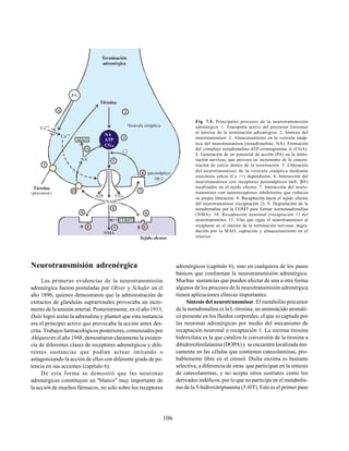 106
Neurotransmisión adrenérgica
Las primeras evidencias de la neurotransmisión
adrenérgica fueron postuladas por Oliver y Schafer en el
año 1896, quienes demostraron que la administración de
extractos de glándulas suprarrenales provocaba un incre-
mento de la tensión arterial. Posteriormente, en el año 1913,
Dale logró aislar la adrenalina y planteó que esta sustancia
era el principio activo que provocaba la acción antes des-
crita. Trabajos farmacológicos posteriores, comenzados por
Ahlquisten el año 1948, demostraron claramente la existen-
cia de diferentes clases de receptores adrenérgicos y dife-
rentes sustancias que podían actuar imitando o
antagonizando la acción de ellos con diferente grado de po-
tencia en sus acciones (capítulo 6).
De esta forma se demostró que las neuronas
adrenérgicas constituyen un "blanco" muy importante de
la acción de muchos fármacos, no solo sobre los receptores
Fig. 7.5. Principales procesos de la neurotransmisión
adrenérgica. 1. Transporte activo del precursor (tirosina)
al interior de la terminación adrenérgica. 2. Síntesis del
neurotransmisor. 3. Almacenamiento en la vesícula sináp-
tica del neurotransmisor (noradrenalina: NA). Formación
del complejo noradrenalina-ATP-cromogranina A (CGA).
4. Generación de un potencial de acción (PA) en la termi-
nación nerviosa, que provoca un incremento de la concen-
tración de calcio dentro de la terminación. 5. Liberación
del neurotransmisor de la vesícula sináptica mediante
exocitosis calcio (Ca ++) dependiente. 6. Interacción del
neurotransmisor con receptores possinápticos (α®, β®)
localizados en el tejido efector. 7. Interacción del neuro-
transmisor con autorreceptores inhibitorios que reducen
su propia liberación. 8. Recaptación hacia el tejido efector
del neurotransmisor (recaptación 2). 9. Degradación de la
noradrenalina por la COMT para formar normetaadrenalina
(NMA). 10. Recaptación neuronal (recaptación 1) del
neurotransmisor. 11. Vías que sigue el neurotransmisor al
recaptarse en el interior de la terminación nerviosa: degra-
dación por la MAO, captación y almacenamiento en el
interior.
adrenérgicos (capítulo 6), sino en cualquiera de los pasos
básicos que conforman la neurotransmisión adrenérgica.
Muchas sustancias que pueden afectar de una u otra forma
algunos de los procesos de la neurotransmisión adrenérgica
tienen aplicaciones clínicas importantes.
Síntesis del neurotransmisor. El metabolito precursor
de la noradrenalina es la L-tirosina, un aminoácido aromáti-
co presente en los fluidos corporales, el que es captado por
las neuronas adrenérgicas por medio del mecanismo de
recaptación neuronal o recaptación 1. La enzima tirosina
hidroxilasa es la que cataliza la conversión de la tirosina a
dihidroxifenilalanina (DOPA) y se encuentra localizada úni-
camente en las células que contienen catecolaminas, pro-
bablemente libre en el citosol. Dicha enzima es bastante
selectiva, a diferencia de otras que participan en la síntesis
de catecolaminas, y no acepta otros sustratos como los
derivados indólicos, por lo que no participa en el metabolis-
mo de la 5-hidroxitriptamina (5-HT). Este es el primer paso
Terminación
adrenérgica
PA
Vesícula sináptica
R presináptico
(
( )
2
Tirosina
(precursor)
ATP CGA
Tejido efector
MAO
R
R
6
8
7
6
5
3
2
1
4
9
10
11
Ca++
Ca++
COMT
Tirosina
NA
NMA
NA
ATP
CGA
NA
 