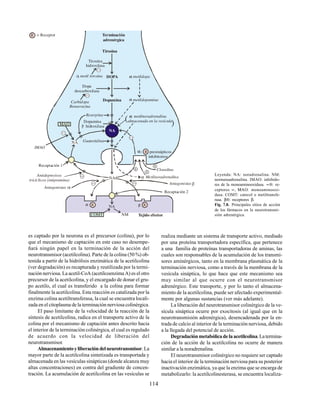114
es captado por la neurona es el precursor (colina), por lo
que el mecanismo de captación en este caso no desempe-
ñará ningún papel en la terminación de la acción del
neurotransmisor (acetilcolina). Parte de la colina (50 %) ob-
tenida a partir de la hidrólisis enzimática de la acetilcolina
(ver degradación) es recapturada y reutilizada por la termi-
nación nerviosa. La acetil-CoA (acetilcoenzima A) es el otro
precursor de la acetilcolina, y el encargado de donar el gru-
po acetilo, el cual es transferido a la colina para formar
finalmente la acetilcolina. Esta reacción es catalizada por la
enzima colina acetiltransferasa, la cual se encuentra locali-
zada en el citoplasma de la terminación nerviosa colinérgica.
El paso limitante de la velocidad de la reacción de la
síntesis de acetilcolina, radica en el transporte activo de la
colina por el mecanismo de captación antes descrito hacia
el interior de la terminación colinérgica, el cual es regulado
de acuerdo con la velocidad de liberación del
neurotransmisor.
Almacenamientoyliberacióndelneurotransmisor.La
mayor parte de la acetilcolina sintetizada es transportada y
almacenada en las vesículas sinápticas (donde alcanza muy
altas concentraciones) en contra del gradiente de concen-
tración. La acumulación de acetilcolina en las vesículas se
Leyenda: NA: noradrenalina. NM:
normetaadrenalina. IMAO: inhibido-
res de la monoaminooxidasa. ∝: re-
ceptores ∝, ΜΑΟ: monoaminooxi-
dasa. COMT: catecol o metiltransfe-
rasa. β: receptores β.
Fig. 7.8. Principales sitios de acción
de los fármacos en la neurotransmi-
sión adrenérgica.
realiza mediante un sistema de transporte activo, mediado
por una proteína transportadora específica, que pertenece
a una familia de proteínas transportadoras de aminas, las
cuales son responsables de la acumulación de los transmi-
sores aminérgicos, tanto en la membrana plasmática de la
terminación nerviosa, como a través de la membrana de la
vesícula sináptica, lo que hace que este mecanismo sea
muy similar al que ocurre con el neurotransmisor
adrenérgico. Este transporte, y por lo tanto el almacena-
miento de la acetilcolina, puede ser afectado experimental-
mente por algunas sustancias (ver más adelante).
La liberación del neurotransmisor colinérgico de la ve-
sícula sináptica ocurre por exocitosis (al igual que en la
neurotransmisión adrenérgica), desencadenada por la en-
trada de calcio al interior de la terminación nerviosa, debido
a la llegada del potencial de acción.
Degradaciónmetabólicadelaacetilcolina.Latermina-
ción de la acción de la acetilcolina no ocurre de manera
similar a la noradrenalina.
El neurotransmisor colinérgico no requiere ser captado
hacia el interior de la terminación nerviosa para su posterior
inactivación enzimática, ya que la enzima que se encarga de
metabolizarlo: la acetilcolinesterasa, se encuentra localiza-
Terminación
adrenérgica
R presinápticos
inhibitorios
2
Tejido efector
MAO
R
R
NA
Tirosina
hidroxilasa
Tirosina
NA
NA
NA
DOPA
Dopamina
metil tirosina
Dopa
descarboxilasa
metildopa
metildopamina
Carbidopa
Benserazina
Guanetidina =
= metilnoradrenalina
almacenada en la vesícula
( (
Reserpina
Dopamina
hidroxilasa
=
=
IMAO
Recaptación 1
Antidepresivos
tricíclicos (imipramina)
=
=
Antagonistas
COMT NM
=
Antagonistas
Metilnoradrenalina
Clonidina
Recaptación 2
R = Receptor
 
