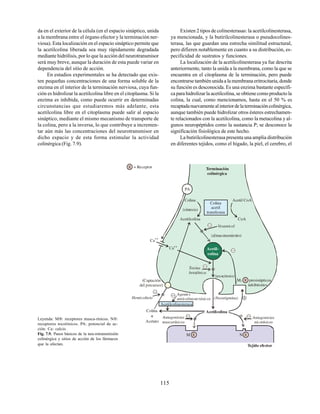 115
da en el exterior de la célula (en el espacio sináptico, unida
a la membrana entre el órgano efector y la terminación ner-
viosa). Esta localización en el espacio sináptico permite que
la acetilcolina liberada sea muy rápidamente degradada
mediante hidrólisis, por lo que la acción del neurotransmisor
será muy breve, aunque la duración de esta puede variar en
dependencia del sitio de acción.
En estudios experimentales se ha detectado que exis-
ten pequeñas concentraciones de una forma soluble de la
enzima en el interior de la terminación nerviosa, cuya fun-
ción es hidrolizar la acetilcolina libre en el citoplasma. Si la
enzima es inhibida, como puede ocurrir en determinadas
circunstancias que estudiaremos más adelante, esta
acetilcolina libre en el citoplasma puede salir al espacio
sináptico, mediante el mismo mecanismo de transporte de
la colina, pero a la inversa, lo que contribuye a incremen-
tar aún más las concentraciones del neurotransmisor en
dicho espacio y de esta forma estimular la actividad
colinérgica (Fig. 7.9).
Existen 2 tipos de colinesterasas: la acetilcolinesterasa,
ya mencionada, y la butirilcolinesterasa o pseudocolines-
terasa, las que guardan una estrecha similitud estructural,
pero difieren notablemente en cuanto a su distribución, es-
pecificidad de sustratos y funciones.
La localización de la acetilcolinesterasa ya fue descrita
anteriormente, tanto la unida a la membrana, como la que se
encuentra en el citoplasma de la terminación, pero puede
encontrarse también unida a la membrana eritrocitaria, donde
su función es desconocida. Es una enzima bastante específi-
ca para hidrolizar la acetilcolina, se obtiene como producto la
colina, la cual, como mencionamos, hasta en el 50 % es
recaptadanuevamentealinteriordelaterminacióncolinérgica,
aunque también puede hidrolizar otros ésteres estrechamen-
te relacionados con la acetilcolina, como la metacolina y al-
gunos neuropéptidos como la sustancia P; se desconoce la
significación fisiológica de este hecho.
La butirilcolinesterasa presenta una amplia distribución
en diferentes tejidos, como el hígado, la piel, el cerebro, el
Leyenda: M: receptores musca-rínicos. N:
receptores nicotínicos. PA: potencial de ac-
ción. Ca: calcio.
Fig. 7.9. Pasos básicos de la neu-rotransmisión
colinérgica y sitios de acción de los fármacos
que la afectan.
PA
Vesamicol
(almacenamiento)
R
R
Ca++
Ca++
Acetilcolina
Acetil-
colina
Acetil CoA
CoA
Colina
(síntesis)
Acetilcolina
Colina
acetil
transferasa
=
=
Toxina
botulínica
(exocitosis)
(Captación
del precursor)
Hemicolinio
Colina
Acetato
+
=
Acetilcolinesterasa
Agentes
anticolinesterásicos
Antagonistas
muscarínicos
=
(Neostigmina)
N
M
Antagonistas
nicotínicos
=
R presinápticos
inhibitorios
M2
R = Receptor Terminación
colinérgica
Tejido efector
 