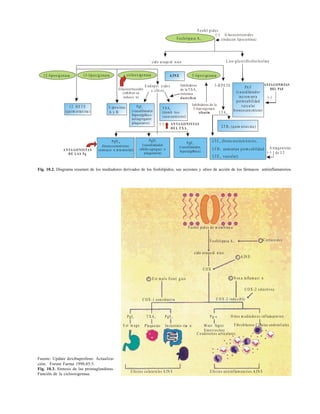 151
Fig. 10.2. Diagrama resumen de los mediadores derivados de los fosfolípidos, sus acciones y sitios de acción de los fármacos antiinflamatorios.
Fuente: Update dexibuprofeno. Actualiza-
ción. Forum Farma 1998;85:5.
Fig. 10.3. Síntesis de las prostaglandinas.
Función de la ciclooxigenasa.
Fosfol pidos
Fosfolipasa A2
(-) G lucocorticoides
(inducen lipocortina)
L iso-glicerilfo sforilcolina
5-H PE TE
` cido araqu id nico
LTA4
ANTAGONISTAS
DEL PAF
PA F
(va sodilatador
inc rem enta
perm eabilidad
vascular
bronco con strictor
12-lipoxig enasa 15-lipoxig enasa ciclooxige nasa 5-lipoxige nasa
A INE
Inhibidores de la
5-lipoxigenasa:
zileutin
Inhibidores
de la TXA
sintetasa
2
dazoxiben
E ndoper xido s
c clic os
Glucocorticoides
(inhiben su
inducci n)
12. HE T E
(quim iotaxina )
L ipoxinas
A y B
PgI
(vasodilatador
hiperalgØsico
antiagregante
plaquetario)
2 TXA
(tromb tico
vasoconstrictor)
2
(-) ANTA GO NISTAS
DE L T XA2
LT B (quim iotaxina )
4
LT C (bronc oco nstricto res,
4
(-)
LT D aum entan perm e abilidad
4
LT E vascular)
4
A ntagonistas
de LT
PgD
(vasodilatador
inhibe agregaci n
plaquetaria)
2
PgE
(vasodilatador,
hiperalgØsico)
2
PgD
(broncoconstrictor,
contracci n miometrial)
2α
ANTA GO NISTAS
DE LAS Pg
(-)
Fosfol pidos de m em bran a
Fosfolipasa A 2
- C orticoides
` cido araqu id nico
- A IN E
C OX
+ E st m ulo fisiol g ico + N ox a inflam a ci n
C OX -2 selectivos
C OX -2 indu cible
C OX -1 constitutiva
PgI2 T XA2 PgE 2 Pg-s O tros m edia dores inflam atorios
E st m ago Pla que tas Instestino-riæ n M acr fagos
Sinoviocitos
Fibroblastos C Ølulas endoteliales
C ondrocitos articulares
E fectos cola tera les A IN E E fectos antiinflam a torios A IN E
 