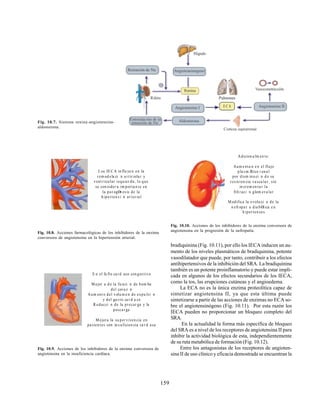 159
E C A
Fig. 10.7. Sistema renina-angiotensina-
aldosterona.
Fig. 10.8. Acciones farmacológicas de los inhibidores de la enzima
conversora de angiotensina en la hipertensión arterial.
Fig. 10.9. Acciones de los inhibidores de la enzima conversora de
angiotensina en la insuficiencia cardíaca.
Fig. 10.10. Acciones de los inhibidores de la enzima conversora de
angiotensina en la progresión de la nefropatía.
bradiquinina (Fig. 10.11), por ello los IECA inducen un au-
mento de los niveles plasmáticos de bradiquinina, potente
vasodilatador que puede, por tanto, contribuir a los efectos
antihipertensivos de la inhibición del SRA. La bradiquinina
también es un potente proinflamatorio y puede estar impli-
cada en algunos de los efectos secundarios de los IECA,
como la tos, las erupciones cutáneas y el angioedema.
La ECA no es la única enzima proteolítica capaz de
sintetizar angiotensina II, ya que esta última puede
sintetizarse a partir de las acciones de enzimas no ECA so-
bre el angiotensinógeno (Fig. 10.11). Por esta razón los
IECA pueden no proporcionar un bloqueo completo del
SRA.
En la actualidad la forma más específica de bloqueo
del SRA es a nivel de los receptores de angiotensina II para
inhibir la actividad biológica de esta, independientemente
de su ruta metabólica de formación (Fig. 10.12).
Entre los antagonistas de los receptores de angioten-
sina II de uso clínico y eficacia demostrada se encuentran la
Adicion a lm en te:
Aum e nta n e n el flujo
pla s m Æ
tico r en a l
por dism inu ci n d e su
res is ten cia va scu la r, sin
in crem en ta r la
filt raci n glom eru la r
M odifica la evolu ci n de la
n efropa t a dia bØtica e n
h iperten sos
L os IE C A in flu ye n en la
rem od ela ci n a rtiriola r y
vent ricular izquier da , lo que
se con sider a im porta n te en
la pa t ogØn es is de la
h iperten s i n ar teria l
E n el fa llo ca rd aco con ges tivo
M ejor a d e la fu nci n de bom ba
del cora z n
Aum ent o del volu m e n de expu lsi n
y del ga s to ca r d a co
R educci n de la precar ga y la
posca rga
M ejora la su perviven cia en
pa cien tes con in s uficien cia ca r d a ca
 