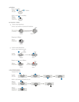56
c) TR ANSPORTADOR ES
Transporte fisiol gico
Ligando
end geno
FÆ
rm aco
(
)
inhibidor
com petitivo
FÆ
rm aco
(
)
inhibidor no
com petitivo
Inhibici n del transporte del ligando end geno
Reacci n enzim Æ
tica
Sustrato
end geno
Producto
Inhibici n de la reacci n enzim Æ
tica
FÆ
rm aco
(
)
inhibidor
com petitivo
a) ENZIMAS
b) CANALES I NICOS
FÆ
rm aco
( )
bloqueador
Reposo
Activaci n por cam bios en el potencial de m em brana
Activaci n por el ligando end geno
Ligando
end geno
Sitio
receptor Iones
Reposo Activo
Bloqueo o activaci n por el fÆ
rm aco
FÆ
rm aco
( )
bloqueador
Iones
Bloqueo por el fÆ
rm aco
Sitio accesorio
o modulador
Iones
Reposo Activo
Despolarizaci n
FÆ
rm aco
( )
activador
Reposo Activo
. Canales voltaje-dependientes
. Canales receptor-dependientes
 