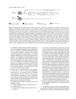 57
d) R EC EPTOR ES FISIOL G ICO S
FÆ
rm aco
inh ibid or
FÆ
rm aco activador
FÆ
rm aco
blo que ador
FÆ
rm aco
( )
activador
FÆ
rm aco
( )
blo que ado r
A cci n directa
M eca nism os de
transducci n de
seæales
A pertu ra o cie rre de c ana les i nico s
(receptor-dependiente s).
R egulaci n de canales i nicos.
A ctiv aci n o inhibici n enz im Ætica .
Tra nscripci n del A DN .
N O E FE CT O (b loqueo de la acci n de l ligando end ge no)
Sustrato
end geno
L igando
end geno
Producto de la
rea cci n enz im Ætica
Fig. 6.1. Proteínas celulares que funcionan como receptores de fármacos. a) Enzimas. La inhibición de la enzima por el fármaco provoca el
incremento o acumulación del sustrato endógeno y la correspondiente reducción del producto de la reacción enzimática; lo cual conducirá al
surgimiento de una respuesta clínicamente útil. b) Canales iónicos. Los fármacos pueden modificar la función de los canales iónicos por 2
mecanismos: interacción con sitios accesorios o moduladores propios de las subunidades proteicas que conforman el canal, caso en que con
frecuencia ejercerá la función de bloqueador del canal; interacción con el sitio receptor del ligando endógeno, como fármaco activador (aumenta
la probabilidad de apertura del canal) o bloqueador (disminuye la probabilidad de apertura del canal). Además de estas acciones directas sobre los
canales, los fármacos pueden también modificar su función mediante mecanismos indirectos (proteínas G, segundos mensajeros – ver figura 4).
c) Transportadores. Algunos fármacos actúan inhibiendo el transporte de sustancias por su capacidad de unirse a sitios específicos de fijación en
la proteína transportadora del ligando endógeno. El fármaco puede ser transportado en lugar del ligando o puede simplemente bloquear su
transporte sin ser transferido a través de la membrana. d) Receptores fisiológicos. Los fármacos capaces de unirse y activar a los receptores
fisiológicos imitan las acciones de las moléculas reguladoras endógenas. Aquellos fármacos capaces de unirse al receptor fisiológico sin producir
su activación impiden la acción del ligando endógeno (acción bloqueadora). Existen 2 formas de interacción entre el receptor fisiológico y las
proteínas efectoras. En algunos casos, la molécula receptora ejerce de manera directa su efecto regulador sobre la proteína efectora; mientras que
en otros, el efecto regulador del receptor es transmitido a los efectores mediante moléculas transductoras (mecanismos de transducción).
los productos endógenos (bien del propio organismo o
de un microorganismo patógeno invasor, ejemplo bac-
terias). Los procesos de inhibición enzimática pueden
ser reversibles (ejemplo, inhibición de la enzima
acetilcolinesterasa por la neostigmina) o irreversibles
(ejemplo, inhibición de la enzima ciclooxigenasa por la
aspirina). Los inhibidores reversibles pueden ser com-
petitivos o no competitivos, según su punto de entrada
en el esquema de la reacción enzima-sustrato. La mayo-
ría de los inhibidores reversibles utilizados como
fármacos son competitivos, debido a que su diseño está
basado fundamentalmente en su parecido estructural
con el sustrato endógeno, lo que posibilita que ambos
se unan a un mismo sitio de la enzima.
2. Canales iónicos. Transportan agua e iones específi-
cos (Na+
, K+
, Ca2+
, etc.) a favor de un gradiente de
concentración y de potencial eléctrico (gradiente
electroquímico). El canal iónico es una proteína
transmembrana constituida por varias subunidades,
cuyo modo de asociación conforma en su interior la es-
tructura (conducto o canal) que permite el paso de un
gran número de iones (hasta 108
iones/s).
Los canales iónicos pueden encontrarse en uno de los
siguientes estados:
a) Cerrado y disponible para ser activado (reposo).
b) Abierto (activo).
c) Cerrado, pero sin poder ser activado (inactivo o re-
fractario).
La activación y apertura de los canales iónicos pueden
ser por un proceso de despolarización previa (canales
voltaje-dependientes) o por la interacción de un ligan-
do endógeno con una pequeña zona especial del canal
que constituye el sitio receptor del ligando fisiológico
(canales receptor-dependientes). Tenga o no el canal
una zona receptora para aceptar ligandos fisiológicos,
puede presentar también otras superficies (sitios acce-
sorios o moduladores) con estructuras moleculares ca-
paces de asociarse a diversas moléculas farmacológicas.
3. Transportadores. Permiten el movimiento de iones y de
moléculas orgánicas pequeñas (aminoácidos, azúcares,
etc.) a través de las membranas celulares. Las proteínas
transportadoras poseen sitios de reconocimiento con
los cuales se combina el ligando endógeno que va a ser
transportado. A diferencia de las proteínas canales, los
transportadores solo pueden fijar una o unas pocas
moléculas al mismo tiempo. La unión con el ligando oca-
siona que la conformación del transportador se modifi-
que y transfiera las moléculas al otro lado de la membra-
na; pero esto exige que la velocidad de transporte (102
-
-104
iones/s) sea mucho más lenta que la del canal.
4. Receptores fisiológicos (proteínas receptoras de molé-
culas reguladoras fisiológicas). Ver acápite de recepto-
res fisiológicos.
Esimportanteseñalarqueeltérminoreceptorfarmacoló-
gico tiende a ser usado en ocasiones de manera imprecisa.
Algunos autores lo utilizan, de modo práctico, para referirse
 
