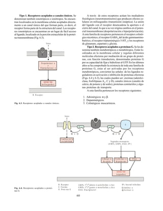 60
Tipo 1. Receptores acoplados a canales iónicos. Se
denominan también ionotrópicos o ionótropos. Se encuen-
tran localizados en la membrana celular acoplados directa-
mente a un canal iónico del que forman parte, es decir, el
receptor forma parte de la estructura del canal. Los recepto-
res ionotrópicos se encuentran en un lugar de fácil acceso
al ligando, localizado en la porción extracelular de la proteí-
na transmembrana (Fig. 6.3).
Iones
D espolarizac i n
o
H iperp olarizaci n
EFEC TO
(m ilise gun dos)
R : R ecepto r
R
Fig. 6.3. Receptores acoplados a canales iónicos.
A través de estos receptores actúan los mediadores
fisiológicos (neurotransmisores) que producen efectos ce-
lulares en milisegundos (transmisión sináptica). La unión
del ligando con el receptor desencadena la apertura o el
cierre del canal, lo que a su vez origina cambios en el poten-
cial transmembrana (despolarización o hiperpolarización).
A esta familia de receptores pertenecen el receptor colinér-
gico nicotínico, el receptor GABAA
del ácido gammaamino-
butírico, el receptor triptaminérgico 5-HT3
y los receptores
de glutamato, aspartato y glicina.
Tipo 2. Receptores acoplados a proteínas G. Selesde-
nomina también metabotrópicos o metabótropos. Están lo-
calizados en la membrana celular y regulan diferentes
moléculas efectoras por mediación de un grupo de proteí-
nas, con función transductora, denominadas proteínas G
por su capacidad de fijar e hidrolizar al GTP. En los últimos
años se ha comprobado la existencia de toda una familia de
proteínas G, estas al ser activadas por los receptores
metabotrópicos, convierten las señales de los ligandos re-
guladores en activación o inhibición de proteínas efectoras
(Figs. 6.4 y 6.2), las cuales pueden ser: enzimas (adenilci-
clasa, fosfolipasas A2
, C y D), canales iónicos (canales de
calcio, de potasio y de sodio), proteínas contráctiles y algu-
nas proteínas de transporte.
A esta familia pertenecen los receptores siguientes:
1. Adrenérgicos α y β.
2. Dopaminérgicos.
3. Colinérgicos muscarínicos.
Iones
C am bios en la
excitabilidad Segundos m ensaje ros
(A M Pc, G M Pc, D AG , IP )
3
L iberaci n
de calcio
Fosforilaci n
de prote na s
O tros
EFEC TO
(segundos)
G G
R E
o
o
A M Pc: 3 ,5 adenos n m onofosfato c clico
G M Pc: 3 ,5 guanos n m onofosfato c clic o
D AG : D iacilglicerol
’ ’
’ ’
IP : Inositol trifo sfato
Inhibici n
Ac tiva ci n
3
R : R ecepto r
E : E nzim a
G : Prote nas G
Fig. 6.4. Receptores acoplados a proteí-
nas G.
 