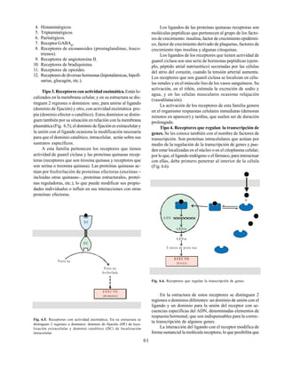 61
4. Histaminérgicos.
5. Triptaminérgicos.
6. Purinérgicos.
7. Receptor GABAB
.
8. Receptores de eicosanoides (prostaglandinas, leuco-
trienos).
9. Receptores de angiotensina II.
10. Receptores de bradiquinina.
11. Receptores de opioides.
12. Receptores de diversas hormonas (hipotalámicas, hipofi-
sarias, glucagón, etc.).
Tipo3.Receptoresconactividadenzimática.Estánlo-
calizados en la membrana celular, y en su estructura se dis-
tinguen 2 regiones o dominios: uno, para unirse al ligando
(dominio de fijación) y otro, con actividad enzimática pro-
pia (dominio efector o catalítico). Estos dominios se distin-
guen también por su situación en relación con la membrana
plasmática (Fig. 6.5); el dominio de fijación es extracelular y
la unión con el ligando ocasiona la modificación necesaria
para que el dominio catalítico, intracelular, actúe sobre sus
sustratos específicos.
A esta familia pertenecen los receptores que tienen
actividad de guanil ciclasa y las proteínas quinasas recep-
toras (receptores que son tirosina quinasa y receptores que
son serina o treonina quinasa). Las proteínas quinasas ac-
túan por fosforilación de proteínas efectoras (enzimas −
incluidas otras quinasas−, proteínas estructurales, proteí-
nas reguladoras, etc.), lo que puede modificar sus propie-
dades individuales o influir en sus interacciones con otras
proteínas efectoras.
EFEC TO
(m inutos)
Prote na
fosforilada
Prote na
D C
D F
Fig. 6.5. Receptores con actividad enzimática. En su estructura se
distinguen 2 regiones o dominios: dominio de fijación (DF) de loca-
lización extracelular y dominio catalítico (DC) de localización
intracelular.
Los ligandos de las proteínas quinasas receptoras son
moléculas peptídicas que pertenecen al grupo de los facto-
res de crecimiento: insulina, factor de crecimiento epidérmi-
co, factor de crecimiento derivado de plaquetas, factores de
crecimiento tipo insulina y algunas citoquinas.
Los ligandos de los receptores que tienen actividad de
guanil ciclasa son una serie de hormonas peptídicas (ejem-
plo, péptido atrial natriurético) secretadas por las células
del atrio del corazón, cuando la tensión arterial aumenta.
Los receptores que son guanil ciclasa se localizan en célu-
las renales y en el músculo liso de los vasos sanguíneos. Su
activación, en el riñón, estimula la excreción de sodio y
agua, y en las células musculares ocasiona relajación
(vasodilatación).
La activación de los receptores de esta familia genera
en el organismo respuestas celulares inmediatas (demoran
minutos en aparecer) y tardías, que suelen ser de duración
prolongada.
Tipo 4. Receptores que regulan la transcripción de
genes. Se les conoce también con el nombre de factores de
transcripción. Son proteínas intracelulares que actúan por
medio de la regulación de la transcripción de genes y pue-
den estar localizadas en el núcleo o en el citoplasma celular;
por lo que, el ligando endógeno o el fármaco, para interactuar
con ellas, debe primero penetrar al interior de la célula
(Fig. 6.6).
EFEC TO
(horas)
S ntesis de prote nas
A RN m
A DN
A RN m
+
Fig. 6.6. Receptores que regulan la transcripción de genes.
En la estructura de estos receptores se distinguen 2
regiones o dominios diferentes: un dominio de unión con el
ligando y un dominio para la unión del receptor con se-
cuencias específicas del ADN, denominadas elementos de
respuesta hormonal, que son indispensables para la correc-
ta transcripción de algunos genes.
La interacción del ligando con el receptor modifica de
forma sustancial la molécula receptora, lo que posibilita que
 