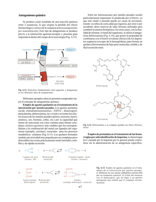 67
Antagonismoquímico
Se produce como resultado de una reacción química
entre 2 sustancias, lo que origina la pérdida del efecto
farmacológico o tóxico de la sustancia activa (antagonismo
por neutralización). Este tipo de antagonismo se produce
previo a la interacción agonista-receptor y presenta gran
importancia dentro del campo de la toxicología (Fig. 6.12).
A gon ista-1
A l nive l
posre ceptor
R eceptor-2
RG AN O
E FEC TO R
E fecto-2
E fecto-1
A gon ista-2
(A NTAG O NISTA
FISIO L G IC O)
A NTAG ON ISTA
Q U˝M IC O
A NTAG ON ISTA FAR M A CO L GIC O
A l nive l
del recepto r
R eceptor-1
Fig. 6.12. Relaciones fundamentales entre agonistas y antagonistas
en los diferentes tipos de antagonismos.
Diferentes ejemplos clásicos permiten comprender me-
jor el concepto de antagonismo químico.
Empleo de agentes quelantes en el tratamiento de la
intoxicación por metales pesados. Los agentes quelantes
(ácido etilendiaminotetracético –EDTA–, dimercaprol,
penicilamina, deferoxamina, etc.) evitan o revierten los efec-
tos tóxicos de los metales pesados (plomo, mercurio, hierro,
arsénico, oro, bismuto, cobre, etc.) por la capacidad que
tienen de reaccionar con estos cationes para formar com-
plejos cíclicos (quelatos) más estables que los correspon-
dientes a la combinación del metal con ligandos del orga-
nismo (ejemplo, enzimas), esenciales para los procesos
metabólicos celulares (Fig. 6.13). Los quelatos formados
tendrán una toxicidad muy pequeña por ser complejos poco
disociables (no existe prácticamente metal ionizado), solu-
bles y de rápida excreción.
a) E
SH
+ R A s E
S
A s R
L igando end ge no
(en zim a - SH)
M etal pe sado
(arsenical)
C om plejo ligando - m etal
(en zim a - arsenical)
b)
C H O H
2
C HSH
C H SH
2
R A s H C
H C
2
S
A s R
A gente quelante
(dim ercaprol)
M etal pe sado
(arsenical)
Q uelato
(co m plejo dim ercap rol - a rsenical)
C H O H
2
S
SH S
+
Entre las intoxicaciones por metales pesados resulta
particularmente importante la producida por el hierro, ya
que este metal a menudo puede ser causa de envenena-
miento en niños de corta edad que ingieren, por error o por
accidente, dosis masivas de sales ferrosas utilizadas para
combatir la anemia ferropénica. En estos casos, con la fina-
lidad de eliminar el metal del organismo, se utiliza el antago-
nista deferoxamina (Fig. 6.14), que posee la propiedad de
combinarse con el hierro trivalente (férrico) de los depósi-
tos orgánicos (excepto de la hemoglobina), para formar un
quelato (ferrioxamina) de bajo peso molecular, soluble y de
fácil excreción renal.
Fig. 6.13. Empleo de agentes quelantes en el trata-
miento de la intoxicación por metales pesados.
a) Inhibición de una enzima sulfhidrílica (enzima-SH)
por un compuesto arsenical. b) Unión del arsenical
con el dimercaprol, que da lugar a un quelato
pentagonal más estable que el complejo enzima-
arsenical.
O
O
O
O
O
O
O
O
C
C
C
C
C
H
H
H
H
H
H
H
H
N
N N
N
N
N
3
2
C
N
3+
2
C
H
3
N
N
N
N
N
H
H
C
C
C
C
C
O
O
O
O
O
O
O
O
Fe
Ferrioxam ina
D efero xam ina
Fig. 6.14. Deferoxamina y su complejo quelado con hierro (ferrioxa-
mina).
Empleo de protamina en el tratamiento de las hemo-
rragias por sobredosificación de heparina.La hemorragia
leve causada por la heparina por lo general puede contro-
larse sin la administración de su antagonista específico,
 