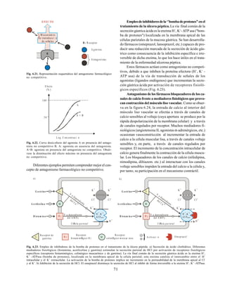 71
A gon ista
R : R eceptor
A ntagonistas
EFEC TO
M eca nism os
de transducc i n
de se a les
ñ
R
Fig. 6.21. Representación esquemática del antagonismo farmacológico
no competitivo.
E fecto
(% )
100
50
L og. C on centraci n
A
A + B
Fig. 6.22. Curva dosis-efecto del agonista A en presencia del antago-
nista no competitivo B. A: agonista en ausencia del antagonista.
A+B: agonista en presencia del antagonista no competitivo. Obsér-
vese la disminución del efecto máximo en presencia del antagonista
no competitivo.
Diferentes ejemplos permiten comprender mejor el con-
cepto de antagonismo farmacológico no competitivo.
Empleodeinhibidoresdela‘’bombadeprotones’’enel
tratamiento de la úlcera péptica.La vía final común de la
secreción gástrica ácida es la enzima H+
, K+
-ATP asa ("bom-
ba de protones") localizada en la membrana apical de las
células parietales de la mucosa gástrica. Se han desarrolla-
do fármacos (omeprazol, lansoprazol, etc.) capaces de pro-
ducir una reducción marcada de la secreción de ácido gás-
trico como consecuencia de la inhibición específica e irre-
versible de dicha enzima, lo que los hace útiles en el trata-
miento de la enfermedad ulcerosa péptica.
Estos fármacos actúan como antagonistas no competi-
tivos, debido a que inhiben la proteína efectora (H+
, K+
-
ATP asa) de la vía de transducción de señales de los
agonistas (ligandos endógenos) que incrementan la secre-
ción gástrica ácida por activación de receptores fisioló-
gicos específicos (Fig. 6.23).
Antagonismo de los fármacos bloqueadores de los ca-
nales de calcio frente a mediadores fisiológicos que provo-
can contracción del músculo liso vascular. Como se obser-
va en la figura 6.24, la entrada de calcio al interior del
músculo liso vascular se efectúa a través de canales de
calcio sensibles al voltaje (cuya apertura se produce por la
rápida despolarización de la membrana celular) y a través
de canales regulados por receptor. Muchos mediadores fi-
siológicos (angiotensina II, agonistas α-adrenérgicos, etc.)
ocasionan vasoconstricción al incrementar la entrada de
calcio a la célula muscular lisa, a través de canales voltaje
sensibles y, en parte, a través de canales regulados por
receptor. El incremento de la concentración intracelular de
calcio genera finalmente la contracción de la célula muscu-
lar. Los bloqueadores de los canales de calcio (nifedipina,
nimodipina, diltiazem. etc.) al interactuar con los canales
voltaje sensibles impiden la entrada del calcio a la célula y,
por tanto, su participación en el mecanismo contráctil.
Fig. 6.23. Empleo de inhibidores de la bomba de protones en el tratamiento de la úlcera péptida. a) Secreción de ácido clorhídrico. Diferentes
mediadores fisiológicos (histamina, acetilcolina y gastrina) estimulan la secreción parietal de HCl por activación de receptores fisiológicos
específicos (receptores histaminérgico, colinérgico muscarínico y de gastrina). La vía final común de la secreción gástrica ácida es la enzima H+
,
K+
-ATPasa (bomba de protones), localizada en la membrana apical de la célula parietal; esta enzima cataliza el intercambio entre el H+
intracelular y el K+
extracelular. La activación de la bomba de protones implica un incremento en la permeabilidad de la membrana apical al Cl-
y al K+
. b) Inhibición de la secreción de HCl. El omeprazol disminuye la secreción de HCl al inhibir de forma irreversible a la enzima H+
, K+
-ATPasa.
H ,K
AT P
+ +
asa
M
G
H 2
CØlula parietal
G a strina
A cetilco lin a
H ista m in a
V
a dependiente
del Ca 2+
V a dependiente
del A M P c
K +
K +
Cl-
Cl-
K +
H +
H ,K
AT P
+ +
asa
M
G
H 2
CØlula parietal
G a strina
A cetilco lin a
H ista m in a
V
a dependiente
del Ca 2+
V a dependiente
del A M P c
K +
K +
Cl-
Cl-
K +
H +
a) b)
G H 2 M
Receptor de
gastrina
Receptor
histam inØrgico H 2
Receptor
colinØrgico m uscar nico A ctivaci n O m eprazol
 
