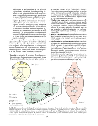 78
disminución de la resistencia de las vías aéreas, lo
cual explica la utilidad que tienen los agonistas β2
selectivos en el tratamiento de la crisis de asma bron-
quial. La estimulación de receptores α1
adrenérgicos
en la musculatura lisa bronquial produce broncocons-
tricción. En el músculo uterino la activación de re-
ceptores β2
inhibe la contracción de la fibra muscu-
lar. En el útero grávido la estimulación de estos re-
ceptores disminuye el tono (relajación), la amplitud
y la frecuencia de las contracciones, lo que constitu-
ye en obstetricia la base del uso de agonistas β2
selectivos para el tratamiento de la amenaza de parto
pretérmino y de otras situaciones relacionadas con
la gestación. Laactivacióndereceptoresα1
adrenérgicos
en el músculo liso uterino estimula su contracción
(acción excitadora).
De manera general en el músculo liso, las respuestas
dependientes de los receptores α son de tipo estimulante;
mientras que las respuestas dependientes de la activación
de los receptores β son de tipo inhibidor; sin embargo, este
patrón de respuesta no es una regla absoluta. En otros teji-
dos los receptores α adrenérgicos pueden mediar respues-
tas de tipo inhibidor y los β respuestas excitatorias:
− Corazón. La activación de receptores β1
cardíacos pro-
duce poderosos efectos estimulantes, aumenta la fuerza
de contracción sistólica (acción inotrópica positiva) y
G luc geno
sintetasa
G luc geno
fosforilasa
Gluc geno
G lucosa-1- P
G lucosa-6- P
Glucosa
` cidos
grasos A cetil-CoA
C . Krebs
ENER G˝A
` cidos
grasos
Triacilgliceroles
Glicerol ` cidos
grasos
Lipasa s
A m ino Æ
c idos
` cido
lÆctic o
G lucosa-1- P
G lucosa-6- P
G luc geno
fosforilasa
G luc geno
sintetasa
Gluc geno
GLU CO NEO G NESIS
F osfatasa
Glucosa
G lucosa
M œscu lo
C Ølula adiposa
H gado
2 1
1
2
2
A gonista adrenØrg ico
no selectivo ( )
adrenalina
R eceptor
A ctiva ci n
Inhibici n
G lice rol
la frecuencia cardíaca (acción cronotrópica positiva).
Estos efectos aumentan el gasto cardíaco, la presión
arterial sistólica y el consumo de oxígeno del miocardio.
El estímulo de receptores β1
en los tejidos de conducción
aumenta la velocidad de conducción del impulso cardía-
co (acción dromotrópica positiva).
− Células β del páncreas.La activación de receptores β2
estimula la secreción de insulina, mientras que la
estimulación de los α2
la inhibe. En el organismo cuando
se administran fármacos agonistas que activan ambos
subtipos de receptores (ejemplo, adrenalina), la acción
que predomina es la inhibidora (acción α2
), por lo que
disminuye la secreción de insulina y se favorece la
hiperglicemia.
− Aparato yuxtaglomerular.La estimulación de receptores
β1
en las células yuxtaglomerulares incrementa la secre-
ción de renina; por el contrario la activación de recepto-
res α1
la inhibe.
− Hígado y músculo estriado esquelético.La activación de
receptores β2
y α1
en los hepatocitos estimula la conver-
sión de glucógeno en glucosa (glucogenólisis) y la sín-
tesis de glucosa a partir de compuestos no glucídicos
(gluconeogénesis). El incremento de estos procesos
metabólicos aumenta la salida de glucosa del hígado a la
sangre (hiperglicemia) (Fig. 6.26).
En la célula muscular esquelética, la activación de los
receptores β2
también estimula la conversión del
glucógeno almacenado en glucosa (glucogenólisis), la
que es utilizada paraobtener energía (Fig. 6.26).
Fig. 6.26. Efectos metabólicos producidos por la activación de receptores adrenérgicos alfa y beta. La activación de receptores β2
y α1
en la célula
hepática y de receptores β2
en la célula muscular esquelética incrementa la glucogenólisis por estimulación + de la enzima glucógeno fosforilasa,
e inhibición - de la enzima glucógeno sintetasa. La activación de receptores β2
y α1
en el hígado incrementa también la gluconeogénesis. En
la célula adiposa, la activación de receptores β1
aumenta la lipólisis por estimulación + de la enzima triacilglicerol lipasa; mientras que la
activación de los α2
la reduce por inhibición - de dicha enzima.
 