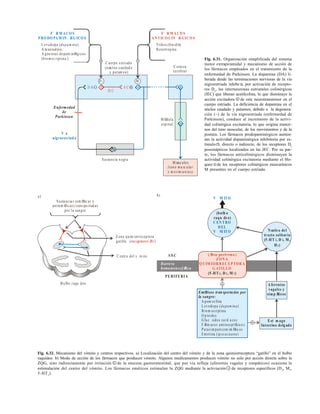 85
F` R M A CO S
PRO DO PA M IN RG ICO S
F` R M A CO S
A NTICO LIN R GICO S
L evodopa ( ).
A m antadina.
A gon istas dopam inØrgicos
( ).
dopam ina
bro moc riptina
Trihexifenidilo
B enztropina
C uerpo estriado
(nœcleo caudad o
y putam en)
Enfermedad
de
Parkinson
V a
nigroestriad a
Susta ncia n egra
M Ødula
espinal
C orte za
cerebral
M œsc ulos
(tono mu sc ular
y m ovim ien tos)
IE C
A C
D A
D2 M
Fig. 6.31. Organización simplificada del sistema
motor extrapiramidal y mecanismo de acción de
los fármacos empleados en el tratamiento de la
enfermedad de Parkinson. La dopamina (DA) li-
berada desde las terminaciones nerviosas de la vía
nigroestriada inhibe -, por activación de recepto-
res D2
, las interneuronas estriatales colinérgicas
(IEC) que liberan acetilcolina, lo que disminuye la
acción excitadora + de este neurotransmisor en el
cuerpo estriado. La deficiencia de dopamina en el
núcleo caudado y putamen, debido a la degenera-
ción (~) de la vía nigroestriada (enfermedad de
Parkinson), conduce al incremento de la activi-
dad colinérgica excitatoria, lo que origina trastor-
nos del tono muscular, de los movimientos y de la
postura. Los fármacos prodopaminérgicos aumen-
tan la actividad dopaminérgica inhibitoria por es-
tímulo +, directo o indirecto, de los receptores D2
possinápticos localizados en las IEC. Por su par-
te, los fármacos anticolinérgicos disminuyen la
actividad colinérgica excitatoria mediante el blo-
queo - de los receptores colinérgicos muscarínicos
M presentes en el cuerpo estriado.
Susta ncia s (em Øtic as y
antiem Øticas) transpo rtad as
por la sangre
Z ona quim iorrecep tora
gatillo ( )
receptores D2
C entro del v m ito
B ulbo raqu deo
a) V M ITO
SN C
PERIFERIA
Barrera
hematoencefÆ
lica
(bulb o
raqu deo)
C EN TRO
D EL
V M ITO N œcleo del
tracto solitario
(5 -HT , D , M ,
H )
3 2
1
(Æ
rea postrema )
ZON A
Q UIM IOR R EC EPTOR A
G ATILLO
(5 -HT , D , M )
3 2 1
Est m ago
Intestino delg ado
EmØticos transportados por
la sangre:
A pom orfina
L evodopa ( )
B rom ocriptina
O pioides
G luc sidos ca rd a cos
FÆ
rm acos antineoplÆsico s
Parasim paticom im Øtic os
E m etina ( )
dopam ina
ip ecacuana
A ferentes
vagales y
simpÆ
ticos
b)
Fig. 6.32. Mecanismo del vómito y centros respectivos. a) Localización del centro del vómito y de la zona quimiorreceptora “gatillo” en el bulbo
raquídeo. b) Modo de acción de los fármacos que producen vómito. Algunos medicamentos producen vómito no solo por acción directa sobre la
ZQG, sino indirectamente por irritación + de la mucosa gastrointestinal, que por vía refleja (aferentes vagales y simpáticos) ocasiona la
estimulación del centro del vómito. Los fármacos eméticos estimulan la ZQG mediante la activiación + de receptores específicos (D2
, M1
,
5-HT3
).
 