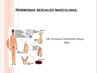 HORMONAS SEXUALES MASCULINAS.
DR. Enmanuel Hernández Reyes
2009
 