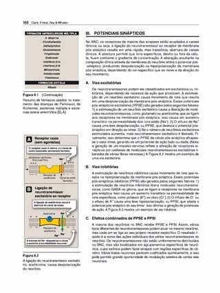 100 Clark, Finkel, Rey & Whalen
FÁRMACOS ANTIESCLEROSE MÚLTIPLA
Azatioprina
Ciclofosfamida
Dalfampr
idina
Dexametasona
Fingolimode
G/atiramer
lnterferon fJ1a
lnterferon fJ1b
Mitoxantrona
Natali
zumabe
Prednisona
FÁRMACOS ANTI ELA
R
i
luzo/
Figura 8.1 (Continuação)
Resumo de fármacos usados no trata­
mento das doenças de Parkinson, de
Alzheimer, esclerose múltipla e escle­
rose lateral amiotrófica (ELA).
tJ Receptor vazio
(sem agonistas)
O receptor vazio é inativo, e o canal de
sódio associado permanecefechado.
MEMBRANA NEURONAL
PÓS-S1NÁPTICA
Na+
� +++
+++
Receptorde t- -
acetilcolina Canaldesódio
(fechado)
Ligação de
neuretransmissor
excitatório ao receptor
A ligação de acetilcolina causa a
abertura do canal de sódio.
+ +
Acetilcolina Na+
Receptorde
acetilcolina
Na+
Na+
+ +
Aentrada de Na+ despolariza a célula
e aumenta a excitabilidade neuronal.
Figura 8.2
A ligação do neurotransmissor excitató­
rio, acetilcolina, causa despolarização
do neurônio.
Ili. POTENCIAIS SINÁPTICOS
No SNC, os receptores da maioria das sinapses estão acoplados a canais
iônicos; ou seja, a ligação do neurotransmissor ao receptor de membrana
pós-sináptico resulta em uma rápida, mas transitória, abertura de canais
iônicos. A abertura permite que íons específicos, dentro ou fora da célu­
la, fluam conforme o gradiente de concentração. A alteração resultante na
composição iônica através da membrana do neurônio altera o potencial pós­
-sináptico, produzindo despolarização ou hiperpolarização da membrana
pós-sináptica, dependendo do íon específico que se move e da direção do
seu movimento.
A. Vias excitatórias
Os neurotransmissores podem ser classificados em excitatórias ou ini­
bitórios, dependendo da natureza da ação que provocam. A estimula­
ção de um neurônio excitatório causa movimento de íons que resulta
em uma despolarização da membrana pós-sináptica. Esses potenciais
pós-sinápticos excitatórias (PPSE) são gerados pelos seguintesfatores:
1) a estimulação de um neurônio excitatório causa a liberação de molé­
culas neurotransmissoras, como glutamato ou acetilcolina, que se ligam
aos receptores na membrana pós-sináptica. Isso causa um aumento
transitório na permeabilidade dos íons sódio (Na+). 2) O influxo de Na+
causa uma leve despolarização, ou PPSE, que desloca o potencial pós­
sináptico em direção ao limiar.3) Se o número de neurônios excitatórias
estimulados aumenta, mais neurotransmissor excitatório é liberado. Fi­
nalmente, isso determina que o PPSE da célula pós-sináptica ultrapas­
se o valor limiar, gerando-se um potencial de ação tudo-ou-nada. (Nota:
a geração de um impulso nervoso reflete a ativação de receptores si­
nápticos por centenas de moléculas neurotransmissoras excitatórias li­
beradas de várias fibras nervosas.) A Figura 8.2 mostra um exemplo de
uma via excitatória.
B. Vias inibitórias
A estimulação de neurônios inibitórios causa movimento de íons que re­
sulta na hiperpolarização da membrana pós-sináptica. Esses potenciais
pós-sinápticos inibitórios (PPSI) são gerados pelos seguintes fatores: 1)
a estimulação de neurônios inibitórios libera moléculas neurotransmis­
soras, como GABA ou glicina, que se ligam a receptores na membrana
pós-sináptica. Isso causa um aumento transitório na permeabilidade de
íons específicos, como potássio (K+) ou cloro (CI-). 2) O influxo de c1- ou
o efluxo de K+ causa uma leve hiperpolarização, ou PPSI, que afasta o
potencial pós-sináptico do seu limiar. Isso diminui a geração de potenciais
de ação. A Figura 8.3 mostra um exemplo de via inibitória.
C. Efeitos combinados de PPSE e PPSI
A maioria dos neurônios no SNC recebe PPSE e PPSI. Assim, vários
tipos diferentes de neurotransmissores podem atuar no mesmo neurônio,
mas cada um se liga ao seu próprio receptor específico. O resultado lí­
quido é a soma das ações individuais dos vários neurotransmissores no
neurônio. Os neurotransmissores não estão uniformemente distribuídos
no SNC, mas são localizados em agrupamentos específicos de neurô­
nios, cujos axônios podem fazer sinapse com regiões específicas do cé­
rebro. Vários tratos neuronais parecem codificados quimicamente, e isso
pode permitir grande oportunidade de modulação seletiva de certas vias
•
neuronais.
 