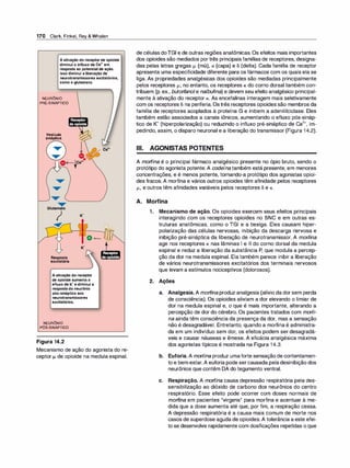 170 Clark, Finkel, Rey & Whalen
Aativaçãodoreceptordeopioide
diminuioinfluxodeCa2•em
respostaaopotencialdeação.
Issodiminuialiberaçãode
neurotransmissoresexcitatórios,
comooglutamato.
NEURÔNIO
PRÉ-SINÁPTICO
Vesícula
sináptica
o
o
Resposta
excitatória
K•
o �
K•
Aativaçãodoreceptor
deopioideaumentao
efluxodeK•ediminuia
respostadoneurônio
pós-sinápticoaos
neurotransmissores
excitatórios.
NEURÔNIO
PÓS-SINÁPTICO
Figura 14.2
t
Mecanismo de ação do agonista do re­
ceptor µ, de opioide na medula espinal.
de células doTGI e de outras regiões anatômicas. Os efeitos mais importantes
dos opioides são mediados portrês principais famílias de receptores, designa­
das pelas letras gregas µ, (mü), K (capa) e S (delta). Cada família de receptor
apresenta uma especificidade diferente para os fármacos com os quais ela se
liga. As propriedades analgésicas dos opioides são mediadas principalmente
pelos receptores µ,; no entanto, os receptores K do corno dorsal também con­
tribuem (p. ex., butorfanole nalbufina) e devem seu efeito analgésico principal­
mente à ativação do receptor K. As encefalinas interagem mais seletivamente
com os receptores S na periferia. Os três receptores opioides são membros da
família de receptores acoplados à proteína G e inibem a adenililciclase. Eles
também estão associados a canais iônicos, aumentando o efluxo pós-sináp­
tico de K+ (hiperpolarização) ou reduzindo o influxo pré-sináptico de Ca
2
+, im­
pedindo, assim, o disparo neuronal e a liberação do transmissor (Figura 14.2).
Ili. AGONISTAS POTENTES
A morfina é o principal fármaco analgésico presente no ópio bruto, sendo o
protótipo do agonista potente. A codeína também está presente, em menores
concentrações, e é menos potente, tornando-a protótipo dos agonistas opioi­
des fracos. A morfina e vários outros opioides têm afinidade pelos receptores
µ,, e outros têm afinidades variáveis pelos receptores S e K.
A. Morfina
1. Mecanismo de ação. Os opioides exercem seus efeitos principais
interagindo com os receptores opioides no SNC e em outras es­
truturas anatômicas, como o TGI e a bexiga. Eles causam hiper­
polarização das células nervosas, inibição da descarga nervosa e
inibição pré-sináptica da liberação de neurotransmissor. A morfi
na
age nos receptores K nas lâminas 1 e li do corno dorsal da medula
espinal e reduz a liberação da substância P, que modula a percep­
ção da dor na medula espinal. Ela também parece inibir a liberação
de vários neurotransmissores excitatórias dos terminais nervosos
que levam a estímulos nociceptivos (dolorosos).
2. Ações
a. Analgesia. A morfi
na produz analgesia (alívio da dorsem perda
de consciência). Os opioides aliviam a dor elevando o limiar de
dor na medula espinal e, o que é mais importante, alterando a
percepção de dor do cérebro. Os pacientes tratados com morfi­
na ainda têm consciência da presença da dor, mas a sensação
não é desagradável. Entretanto, quando a morfina é administra­
da em um indivíduo sem dor, os efeitos podem ser desagradá­
veis e causar náuseas e êmese. A eficácia analgésica máxima
dos agonistas típicos é mostrada na Figura 14.3.
b. Euforia. A morfina produz umaforte sensação de contentamen­
to e bem-estar.A euforia pode sercausada peladesinibição dos
neurônios que contêm DA do tegumento ventral.
e. Respiração. A morfina causa depressão respiratória pela des­
sensibilização ao dióxido de carbono dos neurônios do centro
respiratório. Esse efeito pode ocorrer com doses normais de
morfi
na em pacientes "virgens" para morfina e acentuar à me­
dida que a dose aumenta até que, por fim, a respiração cessa.
A depressão respiratória é a causa mais comum de morte nos
casos de superdose aguda de opioides.A tolerância a este efei­
to se desenvolve rapidamente com dosificações repetidas o que
 