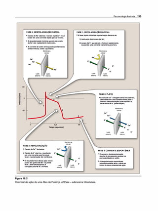 +50
>
E
-
-
as o
·
-
u
e
GI
õ
a.
·50
FASEO: DESPOLARIZAÇÃORÁPIDA
• CanaisdeNa•abertos("canaisrápidos")resul·
tandoemumacorrenterápidaparaointerior.
• Adespolarizaçãoterminaquandooscanais
deNa•sãorapidamenteinativados.
• Acorrentedesódioébloqueadaporfármacos
antiarrítmicos,comoaquinidina.
2
o
3
0,5
Tempo(segundos)
Membrana
FASE3:REPOLARIZAÇÃO celular
• CanaisdeCa2•fechados. Ca2•
• CanaisdeK•abertos,resultando K•
emumacorrenteparaforaque
levaà repolarizaçãodamembrana.
• O resultadofinaldessaaçãonesse
pontoéoganhodeNa•eaperda
deK•.Essedesequilíbrioé Lado Lado
corrigidopelaNa•tK•-ATPase. externo interno
Figura 16.2
Farmacologia Ilustrada 195
FASE1: REPOLARIZAÇÃOPARCIAL
• Afaserápidainicialdarepolarizaçãodecorrede:
K•
1)inativaçãodoscanaisdeNa•.
2)canaisdeK•queabremefechamrapidamente,
causando umacorrentetransitóriaparafora.
4
1,0
K•
K•
FASE2:PLATÔ
• CanaisdeCa2•voltagem-sensíveisabertos,
resultandoemumacorrentelentaparao
interior(despolarização)queequilibraa
saídalentadeK•(polarização).
Ca2•
Ca2•
Lado
externo
Membrana
celular
Lado
interno
Ca2•
FASE4:CORRENTEESPONTÂNEA
• O aumentodadespolarização
resultadoincrementogradualna
permeabilidadeaosódio.
• Adespolarizaçãoespontânea
automaticamentelevaacélulaao
limiardonovopotencialdeação.
Potencial de ação de uma fibra de Purkinje. ATPase = adenosina trifosfatase.
 