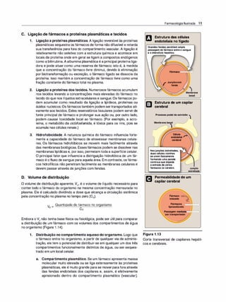 C. Ligação de fármacos a proteínas plasmáticas e tecidos
1 . Ligação a proteínas plasmáticas. A ligação reversível às proteínas
plasmáticas sequestra os fármacos de forma não difusível e retarda
sua transferência para fora do compartimento vascular. A ligação é
relativamente não seletiva com a estrutura química e acontece em
locais da proteína onde em geral se ligam a compostos endógenos
como a bilirrubina.A albumina plasmática é a principal proteína liga­
dora e pode atuar como uma reserva de fármaco; isto é, à medida
que a concentração do fármaco livre diminui, devido à eliminação
por biotransformação ou excreção, o fármaco ligado se dissocia da
proteína. Isso mantém a concentração de fármaco livre como uma
fração constante do fármaco total no plasma.
2. Ligação a proteínas dos tecidos. Numerosos fármacos acumulam
nos tecidos levando a concentrações mais elevadas do fármaco no
tecido do que nos líquidos extracelulares e sangue. Os fármacos po­
dem acumular como resultado da ligação a lipídeos, proteínas ou
ácidos nucleicos.Osfármacos também podem sertransportados ati­
vamente aos tecidos. Estes reservatórios tissulares podem servir de
fonte principal de fármaco e prolongar sua ação ou, por outro lado,
podem causar toxicidade local ao fármaco. (Por exemplo, a acro­
leína, o metabólito da ciclofosfamida, é tóxica para os rins, pois se
acumula nas células renais.)
3. Hidrofobicidade. A natureza química do fármaco influencia forte­
mente a capacidade do fármaco de atravessar membranas celula­
res. Os fármacos hidrofóbicos se movem mais facilmente através
das membranas biológicas. Essesfármacos podem se dissolver nas
membranas lipídicas e, por isso, permeiam todaa superfície celular.
O principal fator que influencia a distriguição hidrofóbica de um fár­
maco é o fluxo de sangue para aquela área. Em contraste, os fárma­
cos hidrofílicos não penetram facilmente as membranas celulares e
devem passar através de junções com fendas.
D. Volume de distribuição
O volume de distribuição aparente, Vd, é o volume de líquido necessário para
conter todo o fármaco do organismo na mesma concentração mensurada no
plasma. Ele é calculado dividindo a dose que alcança a circulação sistêmica
pela concentração no plasma no tempo zero (C0).
Quantidade de fármaco no or
ganismo
Co
Embora o Vd não tenha base física ou fisiológica, pode ser útil para comparar
a distribuição de um fármaco com os volumes dos compartimentos de água
no organismo (Figura 1 .1 4).
1 . Distribuição no compartimento aquoso do organismo. Logo que
o fármaco entra no organismo, a partir de qualquer via de adminis­
tração, ele tem o potencial de distribuir-se em qualquer um dos três
compartimentos funcionalmente distintos de água, ou ser seques­
trado em um local celular.
a. Compartimento plasmático. Se um fármaco apresenta massa
molecular muito elevada ou se liga extensamente às proteínas
plasmáticas, ele é muito grande para se mover parafora através
das fendas endoteliais dos capilares e, assim, é efetivamente
aprisionado dentro do compartimento plasmático (vascular).
Farmacologia Ilustrada 1 1
rJ Estrutura das células
endoteliais no fígado
Grandesfendas permitem ampla
passagem dofármaco entreo sangue
e o interstício hepático.
r Junçãocom
fenda
l
Membrana
basal
Estrutura de um capilar
cerebral
Processo podal do astrócito )
Membrana basal
)
cerebral
Nasjunções estreitadas,
duas células vizinhas
seunemfisicamente
formando uma parede
contínuaque impede
a entrada devários
fármacos no cérebro. Junção
estreitada
P3 Permeabilidade de um
.:3 capilar cerebral
Figura 1 .13
Fármaco .........
········.:·..
Ionizado �:.:
•••
.
.�
Fármacos
llpossolúvels
Passagem medlada
c
1 :::;:;:
H
::::=
=:
>
portransportador
Corte transversal de capilares hepáti­
cos e cerebrais.
 