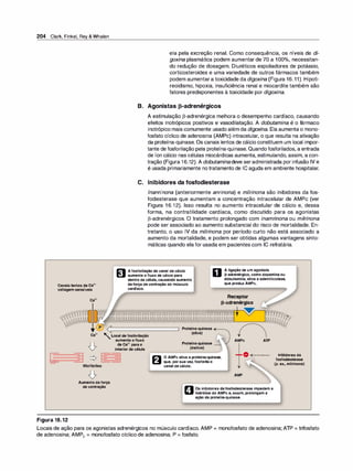 204 Clark, Finkel, Rey & Whalen
-
CanaislentosdeCa2•
voltagem-sensíveis
Ca2•
Ca2•
p
Miofibrilas
ela pela excreção renal. Como consequência, os níveis de di­
goxina plasmática podem aumentar de 70 a 100°
/
o, necessitan­
do redução de dosagem. Diuréticos espoliadores de potássio,
corticosteroides e uma variedade de outros fármacos também
podem aumentara toxicidade da digoxina (Figura 16.11). Hipoti­
reoidismo, hipoxia, insuficiência renal e miocardite também são
fatores predisponentes à toxicidade por digoxina.
B. Agonistas Jl-adrenérgicos
A estimulação [3-adrenérgica melhora o desempenho cardíaco, causando
efeitos inotrópicos positivos e vasodilatação. A dobutamina é o fármaco
inotrópico mais comumente usado além da digoxi
na. Ela aumenta o mono­
fosfato cíclico de adenosina (AMPc) intracelular, o que resulta na ativação
da proteína-quinase. Os canais lentos de cálcio constituem um local impor­
tante de fosforilação pela proteína-quinase. Quandofosforilados, a entrada
de íon cálcio nas células miocárdicas aumenta, estimulando, assim, a con­
tração (Figura 16.12). A dobutaminadeve seradministrada por infusão IV e
é usada primariamente no tratamento de IC aguda em ambiente hospitalar.
C. Inibidores da fosfodiesterase
lnanrinona (anteriormente anrinona) e milrinona são inibidores da fos­
fodiesterase que aumentam a concentração intracelular de AMPc (ver
Figura 16.12). Isso resulta no aumento intracelular de cálcio e, dessa
forma, na contratilidade cardíaca, como discutido para os agonistas
[3-adrenérgicos. O tratamento prolongado com inamri
nona ou milrinona
pode ser associado ao aumento substancial do risco de mortalidade. En­
tretanto, o uso IV da milri
nona por período curto não está associado a
aumento da mortalidade, e podem ser obtidas algumas vantagens sinto­
máticas quando ela for usada em pacientes com IC refratária.
r:11 Afosforilaçãodocanaldecálcio
� aumentaofluxodecálciopara
dentrodacélula,causandoaumento
daforçadecontraçãodomúsculo
cardíaco.
D
Aligaçãodeumagonista
13-adrenérgico,comodopaminaou
dobutamina,ativaaadenililciclase,
'Localdefosforilação
aumentaofluxo
de Ca2•parao
interiordacélula
queproduzAMPc.
Receptor
p-adrenérgico
�
------n��?f!lff
f
;
Proteína-quinase+-----..
(ativa)
Proteína-quinase ------'.
(inativa)
r;'I OAMPcativaaproteína-quinase,
U que,porsuavez,fosforilao
canaldecálcio.
AMPc ATP
....,. O <·•11111111111111111111 Inibidoresda
AMP
fosfodiesterase
(p.ex.,milrinona)
Aumentodaforça
decontração R Osinibidoresdafosfodiesteraseimpedema
Ili.li hidrólisedoAMPce,assim,prolongama
açãodaproteína-quinase.
Figura 16.12
Locais de ação para os agonistas adrenérgicos no músculo cardíaco. AMP = monofosfato de adenosina; ATP = trifosfato
de adenosina; AMPe = monofosfato cíclico de adenosina; P = fosfato.
 