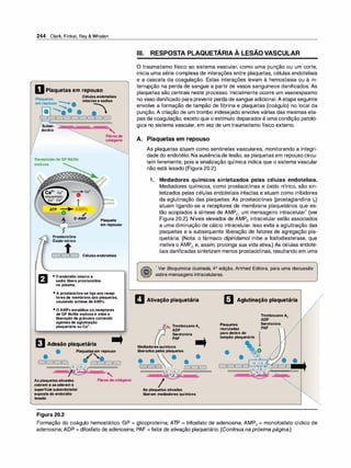 244 Clark, Finkel, Rey & Whalen
OPlaquetas em repouso
Célulasendoteliais
Plaquetas
.. intactasesadias
em repouso ........._�. ::-
r � ��� � ic' LJ
•
.
.s be .. .
j u .n- ..:;
....,,
�
............,
.......
�
j dotého ······•·... '
• •••
: ····· Fibrasde
: ··...
.: ···.... colágeno
: ··...
: ·····
. ..
: ··...
: ···..
: ·····
ReceptoresdeGP llb/llla
inativos
Prostaciclina
Óxido nítrico
Célulasendoteliais
• Oendotélio intacto e
sadio libera prostaciclina
no plasma.
• A prostaciclinase liga aos recep­
toresde membrana das plaquetas,
causando síntese deAMPc.
• O AMPcestabiliza os receptores
de GP llb/llla inativose inibe a
liberação degrânulos contendo
agentesde aglutinação
plaquetária ou Ca2•.
EJ Adesão plaquetária
• Plaque
t
as em repouso
�'
•
�'
••
As plaquetasativadas
cobrem e seaderem à
superfíciesubendotelial
exposta do endotélio
lesado
Fibras decolágeno
Figura 20.2
Ili. RESPOSTA PLAQUETÁRIA À LESÃO VASCULAR
O traumatismo físico ao sistema vascular, como uma punção ou um corte,
inicia uma série complexa de interações entre plaquetas, células endoteliais
e a cascata da coagulação. Estas interações levam à hemostasia ou à in­
terrupção na perda de sangue a partir de vasos sanguineos danificados. As
plaquetas são centrais neste processo. Inicialmente ocorre um vasoespasmo
no vaso danificado para prevenir perda de sangue adicional. A etapa seguinte
envolve a formação de tampão de fibrina e plaquetas (coágulo) no local da
punção. A criação de um trombo indesejado envolve várias das mesmas eta­
pas da coagulação, exceto que o estímulo disparador é uma condição patoló­
gica no sistema vascular, em vez de um traumatismo físico externo.
A. Plaquetas em repouso
As plaquetas atuam como sentinelas vasculares, monitorando a integri­
dade do endotélio. Na ausênciade lesão, as plaquetas em repouso circu­
lam livremente, pois a sinalização química indica que o sistema vascular
não está lesado (Figura 20.2).
1. Mediadores químicos sintetizados pelas células endoteliais.
Mediadores químicos, como prostaciclinas e óxido nítrico, são sin­
tetizados pelas células endoteliais intactas e atuam como inibidores
da aglutinação das plaquetas. As prostaciclinas (prostaglandina 12)
atuam ligando-se a receptores de membrana plaquetários que es­
tão acoplados à síntese de AMPe• um mensageiro intracelular
1
(ver
Figura 20.2). Níveis elevados de AMPe intracelular estão associados
a uma diminuição de cálcio intracelular. Isso evita a aglutinação das
plaquetas e a subsequente liberação de fatores de agregação pla­
quetária. (Nota: o fármaco di
piridamol inibe a fosfodiesterase, que
inativa o AMPe e, assim, prolonga sua vida ativa.) As células endote­
liais danificadas sintetizam menos prostaciclinas, resultando em uma
1 Ver Bioquímica ilustrada, 4ª edição, Artmed Editora, para uma discussão
sobre mensagens intracelulares.
O Ativação plaquetária m Aglutinação plaquetária
,•
.·
.
••••
:/.-,.. TromboxanoA2
.----=, ADP
Serotonina
PAF
Mediadoresquímicos
liberados pelas plaquetas
• • �• • •
c:c::c1
 c::c:::o
�
I
As plaquetas ativadas
liberam mediadores químicos
Plaquetas
recrutadas
para dentro do
tampão plaquetário
• •
••
•
•
•••
Tromboxano Az
ADP
Serotonina
PAF •
•
• .
.
.
•
•
•
•••
••
••
•
..
•
•
�
··
·...··.....
.••.....
,•
.·
••
•••••
••••
.··
••••
••
·····...
••••••••••••
Formação do coágulo hemostático. GP = glicoproteína; ATP = trifosfato de adenosina; AMPe= monofosfato cíclico de
adenosina; ADP = difosfato de adenosina; PAF = fator de ativação plaquetário. (Conti
nua na próxima página.)
 