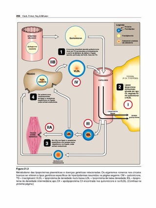 266 Clark, Finkel, Rey & Whalen
INTESTINO
DELGADO
Quilomícron
nascente
FÍGADO
I.____-> Quilomícron
A mucosa intestinal secretaquilomícrons
ricos emTG (produzidos principalmente
a partirde lipídeos da dieta); ofígado
secreta partículas deVLDL ricas emTG.
VLDL
Legenda:Proteína
Fosfollpídeo
Triacllgllceróis
Colesterol eésteres
decolesterlla
TECIDOS,
(P. EX.,OADIPOSO)
VLDL CAPILARES
Figura 21.2
Os quilomícrons
remanescentes
1!
1 1
1
11.
;::::
.....
se ligam a receptores
específicos nofígado,
ondesofrem endocitose.
As LDLsse ligam a receptores
específicos nostecidos extra-
-hepáticose nofígado, onde
sofrem endocitose.
Quilomícron
remanescente
Lipoproteína
lipase
Lipase
lipoproteica
extracelular,
ativadaporapo
Cll,degradaTG
emquilomícron
eVLDL.
Ácidos
graxos livres
Metabolismo das lipoproteínas plasmáticas e doenças genéticas relacionadas. Os algarismos romanos nos círculos
brancos se referem a tipos genéticos específicos de hiperlipidemias resumidos na página seguinte. CM = quilomícrons,
TG = triacilglicerol; VLDL = lipoproteína de densidade muito baixa; LDL = lipoproteína de baixa densidade; IDL = lipopro­
teína de densidade intermediária; apo Cll = apolipoproteína Cll encontrada nos quilomícrons e naVLDL. (Continua na
próxima página.)
 