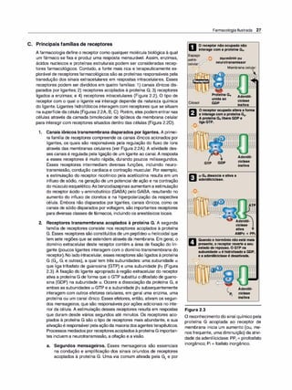 C. Principais famílias de receptores
A farmacologia define o receptor como qualquer molécula biológica à qual
um fármaco se fixa e produz uma resposta mensurável. Assim, enzimas,
ácidos nucleicos e proteínas estruturais podem ser consideradas recep­
tores farmacológicos. Contudo, a fonte mais rica e terapeuticamente ex­
plorável de receptoresfarmacológicos são as proteínas responsáveis pela
transdução dos sinais extracelulares em respostas intracelulares. Esses
receptores podem ser divididos em quatro famílias: 1) canais iônicos dis­
parados por ligantes; 2) receptores acoplados à proteína G; 3) receptores
ligados a enzimas; e 4) receptores intracelulares (Figura 2.2). O tipo de
receptor com o qual o ligante vai interagir depende da natureza química
do ligante. Ligantes hidrofóbicos interagem com receptores que se situam
na superfície da célula (Figuras 2.2A, 8, C). Porém, eles podem entrar nas
células através da camada bimolecular de lipídeos da membrana celular
para interagir com receptores situados dentro das células (Figura 2.20).
1. Canais iônicos transmembrana disparados por ligantes. A primei­
ra família de receptores compreende os canais iônicos acionados por
ligantes, os quais são responsáveis pela regulação do fluxo de íons
através das membranas celulares (ver Figura 2.2A). A atividade des­
ses canais é regulada pela ligação de um ligante ao canal. A resposta
a esses receptores é muito rápida, durando poucos milissegundos.
Esses receptores intermediam diversas funções, incluindo neuro­
transmissão, condução cardíaca e contração muscular. Por exemplo,
a estimulação do receptor nicotínico pela acetilcolina resulta em um
influxo de sódio, na geração de um potencial de ação e na contração
do músculoesquelético.As benzodiazepinas aumentam a estimulação
do receptor ácido 'Y-aminobutírico (GABA) pelo GABA, resultando no
aumento do influxo de cloretos e na hiperpolarização da respectiva
célula. Embora não disparados por ligantes, canais iônicos, como os
canais de sódio disparados por voltagem, são importantes receptores
para diversas classes de fármacos, incluindo os anestésicos locais.
2. Receptores transmembrana acoplados à proteína G. A segunda
família de receptores consiste nos receptores acoplados à proteína
G. Esses receptores são constituídos de um peptídeo a-helicoidal que
tem sete regiões que se estendem através da membrana. Em geral, o
domínio extracelular deste receptor contém a área de fixação do lin­
gante (poucos ligantes interagem com o domínio transmembrana do
receptor). No lado intracelular, esses receptores são ligados à proteína
G (G5, Gi e outras), a qual tem três subunidades: uma subunidade a
que liga trifosfato de guanosina (GTP) e uma subunidade 13'Y (Figura
2.3). A fixação do ligante apropriado à região extracelular do receptor
ativa a proteína G de forma que o GTP substitui o difosfato de guano­
sina (GDP) na subunidade a. Ocorre a dissociação da proteína G, e
ambas as subunidades a-GTP e a subunidade 13'Y subsequentemente
interagem com outros efetores celulares, em geral uma enzima, uma
proteína ou um canal iônico. Esses efetores, então, ativam os segun­
dos mensageiros, que são responsáveis por ações adicionais no inte­
rior da célula. A estimulação desses receptores resulta em respostas
que duram desde vários segundos até minutos. Os receptores aco­
plados à proteína G são o tipo de receptores mais abundante, e sua
ativaçãoé responsável pelaaçãoda maioria dosagentesterapêuticos.
Processos mediados por receptoresacopladosàproteína G importan­
tes incluem a neurotransmissão, a olfação e avisão.
a. Segundos mensageiros. Esses mensageiros são essenciais
na condução e amplificação dos sinais oriundos de receptores
acoplados à proteína G. Uma via comum ativada pela G5 e por
Farmacologia Ilustrada 27
D Oreceptornãoocupadonão
interagecomaproteínaG8•
Espaço
A
extra- /? 'itV Hormônioou
celular l'l neurotransmissor
J
'I Membrana celular
�
A"
�
tvv
""'V1-'-
::li:;..
"" Z)
Citosol
GTP
D
ProteínaGs
unidaao
GDP
Adenilil­
ciclase
inativa
Adenilil­
ciclase
inativa
ft a Gsdissociaeativaa
1':.11 adenililciclase.
Adenilil­
ciclase
ativa
AMPc+ PPi
n Quandoohormônionãoestámais
li.I presente,oreceptorreverteaseu
estadoderepouso.OGTPna
subunidadea éhidrolisadoaGDP,
eaadenililciclaseédesativada.
Figura 2.3
Adenilil­
ciclase
inativa
O reconhecimento do sinal químico pela
proteína G acoplada ao receptor de
membrana inicia um aumento (ou, me­
nos frequente, uma diminuição) da ativi­
dade da adenililciclase. PPi = pirofosfato
inorgânico; Pi = fosfato inorgânico.
 