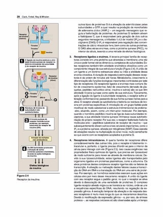 28 Clark, Finkel, Rey &Whalen
Receptor
da Insulina
(Inativo)
Tirosina
Tirosina
Insulina
O
A ligação da insulinaestimula a ativi­
dadetirosinaquinase do receptorno
domínio intracelulardasubunidade
13 do receptor de insulina.
Receptor
da Insulina
(Ativo)
0-Tirosina
()-Tirosina SRl-tir
SRl-tir-P-0
t::'11 Resíduos detirosina da
C;:tl subunidade 13 são
autofosforilados.
1:11 Atirosinaquinase do
l':.11 receptorfosforilaoutras
proteínas, por exemplo,
substratos do receptor de
insulina(SRI).
Ativação de múltiplas
vias sinalizadoras
r,'I Os SRIfosforilados promovem
li.li a ativação de outras
proteínas quinases efosfatases,
levando às ações biológicas
da insulina.
Figura 2.4
Efeitos biológicos
da insulina
Receptor da insulina.
outros tipos de proteínas G é a ativação da adenililciclase pelas
subunidades a-GTP, a qual resulta na produção de monofosfato
de adenosina cíclico (AMPe) - um segundo mensageiro que re­
gula a fosforilação de proteínas. As proteínas G também ativam
a fosfolipase C, que é responsável pela geração de dois outros
segundos mensageiros, o trifosfato-1,4,5 de inositol (IP3) e o dia­
cilglicerol (DAG). O IP3é responsável pela regulação das concen­
trações de cálcio intracelular livre, bem como de outras proteínas.
O DAG ativa várias enzimas, como a proteína quinase (PKC), no
interior da célula, levando a uma miríade de efeitos fisiológicos.
3. Receptores ligados a enzimas. A terceira principal família de recep­
tores consiste em uma proteína que atravessa a membrana uma vez
únicae podeformarvários dímerosou complexosde subunidades. Es­
tes receptores também têm atividade enzimática citosólica como um
componente integral da sua estruturaefunção (Figura 2.4).A união de
um ligante a um domínio extracelular ativa ou inibe a atividade dessa
enzima citosólica.A duração de respostaà estimulação desses recep­
tores é da ordem de minutos até horas. Metabolismo, crescimento e
diferenciaçãosãofunções biológicas importantes controladas poreste
tipo de receptores. Os receptores ligados a enzimas mais comuns (fa­
tor de crescimento epiderma!, fator de crescimento derivado de pla­
quetas, peptídeo natriurético atrial, insulina e outros) são os que têm
atividade tirosina quinase como parte da sua estrutura. Tipicamente,
após a ligação do ligante à subunidade receptora, o receptor sofre al­
teração conformacional, passandodasuaformaquinase inativa paraa
ativa. O receptorativado se autofosforila e fosforila os resíduos detiro­
sina em proteínas específicas.A introdução de um grupo fosfato pode
modificar de modo substancial a estrutura tridimensional da proteína­
-alvo, atuando, assim, como um interruptor molecular. Por exemplo,
quando o hormônio peptídico insulina se liga às duas subunidades re­
ceptoras, a sua atividade tirosina quinase intrínseca causa autofosfo­
rilação do próprio receptor. Por sua vez, o receptorfosforilado fosforila
moléculas-alvo - peptídeos substratos de receptor de insulina - que
subsequentemente ativam outrossinais celulares importantes, como o
IP3 ea proteína-quinase, ativada por mitogênese (MAP). Essacascata
de ativações resulta na multiplicação do sinal inicial, muitosemelhante
ao que ocorre com os receptores acoplados à proteína G.
4. Receptores intracelulares. A quarta família de receptores difere
consideravelmente das outras três, pois o receptor é totalmente in­
tracelular e, portanto, o ligante precisa difundir-se para o interior da
célula para interagir com ele (Figura 2.5). Isso causa exigências nas
propriedades físico-químicas do ligante, que precisa ser lipossolúvel
de modo suficiente para mover-se através da membrana celular. De­
vido à sua lipossolubilidade, estes ligantes são transportados pelo
organismo ligados em proteínas plasmáticas, como a albumina. Os
alvos primários destes complexos receptor-ligantes são os fatores de
transcrição. A ativação ou inativação destes fatores causa a transcri­
ção do DNA em RNA e a translação do RNA em uma série de proteí­
nas. Por exemplo, os hormônios esteroides exercem suas ações em
células-alvo por meio desse mecanismo receptor. A união do ligante
com seu receptor segue o padrão geral, no qual o receptor se ativa
devido à dissociação de uma variedade de proteínas. O complexo
ligante-receptorativado migraou se transloca ao núcleo, onde se une
a sequências específicas do DNA, resultando na regulação da ex­
pressão gênica. A evolução temporal da ativação e da resposta des­
ses receptores é muito mais longa do que os mecanismos descritos.
Devido à modificação da expressão gênica - e, por isso, da síntese
proteica-, as respostas celulares só são observadas após um tempo
 