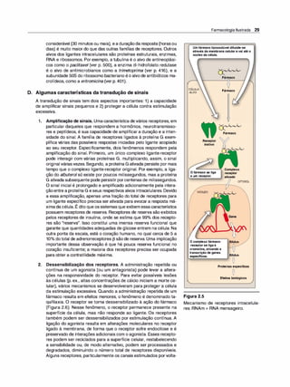 considerável (30 minutos ou mais), ea duraçãoda resposta (horasou
dias) é muito maior do que das outras famílias de receptores. Outros
alvos dos ligantes intracelulares são proteínas estruturais, enzimas,
RNA e ribossomos. Por exemplo, a tubulina é o alvo de antineoplási­
cos como o paclitaxel (ver p. 500), a enzima di-hidrofolato redutase
é o alvo de antimicrobianos como a trimetoprima (ver p. 416), e a
subunidade 508 do ribossomo bacteriano éo alvode antibióticos ma­
crolídeos, como a eritromicina (ver p. 401).
D. Algumas características da transdução de sinais
A transdução de sinais tem dois aspectos importantes: 1) a capacidade
de amplificar sinais pequenos e 2) proteger a célula contra estimulação
•
excessiva.
1. Amplificação de sinais. Umacaracterística devários receptores, em
particular daqueles que respondem a hormônios, neurotransmisso­
res e peptídeos, é sua capacidade de amplificar a duração e a inten­
sidade do sinal. A família de receptores ligados à proteína G exem­
plifica várias das possíveis respostas iniciadas pelo ligante acoplado
ao seu receptor. Especificamente, dois fenômenos respondem pela
amplificação do sinal. Primeiro, um único complexo ligante-receptor
pode interagir com várias proteínas G, multiplicando, assim, o sinal
original váriasvezes. Segundo, a proteína G ativada persiste por mais
tempo que o complexo ligante-receptor original. Por exemplo, a liga­
ção do albuterol só existe por poucos milissegundos, mas a proteína
G ativada subsequente pode persistir porcentenas de milissegundos.
O sinal inicial é prolongado e amplificado adicionalmente pela intera­
çãoentre a proteína G eseus respectivos alvos intracelulares. Devido
a essa amplificação, apenas uma fração do total de receptores para
um ligante específico precisa ser ativada para evocar a resposta má-
,
ximada célula. E dito que ossistemas que exibem essacaracterística
possuem receptores de reserva. Receptores de reserva são exibidos
pelos receptores de insulina, onde se estima que 99°
/
o dos recepto­
res são "reserva". Isso constitui uma imensa reserva funcional que
garante que quantidades adequadas de glicose entrem na célula. Na
outra ponta da escala, está o coração humano, no qual cerca de 5 a
10°
/
o dototal de adrenorreceptores 13 sãode reserva. Uma implicação
importante dessa observação é que há pouca reserva funcional no
coração insuficiente; a maioria dos receptores precisa ser ocupada
para obter a contratilidade máxima.
2. Dessensibilização dos receptores. A administração repetida ou
contínua de um agonista (ou um antagonista) pode levar a altera­
ções na responsividade do receptor. Para evitar possíveis lesões
às células (p. ex., altas concentrações de cálcio iniciam a morte ce­
lular), vários mecanismos se desenvolveram para proteger a célula
da estimulação excessiva. Quando a administração repetida de um
fármaco resulta em efeitos menores, o fenômeno é denominado ta­
quifilaxia. O receptor se torna dessensibilizado à ação do fármaco
(Figura 2.6). Nesse fenômeno, o receptor permanece presente na
superfície da célula, mas não responde ao ligante. Os receptores
também podem ser dessensibilizados por estimulação contínua. A
ligação do agonista resulta em alterações moleculares no receptor
ligado à membrana, de forma que o receptor sofre endocitose e é
preservado de interações adicionais com o agonista. Esses recepto­
res podem ser reciclados para a superfície celular, restabelecendo
a sensibilidade ou, de modo alternativo, podem ser processados e
degradados, diminuindo o número total de receptores disponíveis.
Alguns receptores, particularmente os canais estimulados porvolta-
Farmacologia Ilustrada 29
Umfármaco lipossolúvel di
funde-se
através da membrana celularevai até o
núcleo da célula.
CÉLULA·
·ALVO
Receptor
inativo
Ofármaco se liga
a um receptor.
NÚCLEO
O complexo fármaco­
-receptorse ligaà
cromatina, ativando a
Fármaco
Fármaco
Fármaco
Complexo
receptor
ativado
CITOSOL
RNAm
transcrição de genes
especí
ficos. RNAm
!'------'------
-
----'
�
Proteínas específicas
�
Efeitos biológicos
Figura 2.5
Mecanismo de receptores intracelula­
res. RNAm = RNA mensageiro.
 