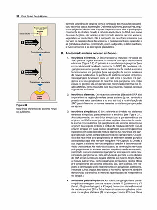 38 Clark, Finkel, Rey &Whalen
Troncocerebral
oumedula
espinal
Corpocelular-+��e
D
Figura 3.2
Transmissorganglionar
•
�
Transmissorneuroefetor
Órgão
efetor
Neurônios eferentes do sistema nervo­
so autônomo.
controle voluntário de funções como a contração dos músculos esqueléti­
cos, essencial paraa locomoção. O sistema autônomo, porsua vez, regu­
la as exigências diárias das funções corporais vitais sem a participação
consciente do cérebro. Devido à natureza involuntáriado 8NA, bem como
das suas funções, ele também é denominado sistema nervoso visceral,
vegetativo ou involuntário. Ele é composto de neurônios eferentes que
inervam os músculos lisos das vísceras, o músculo cardíaco, o vascular e
as glândulas exócrinas, controlando, assim, a digestão, o débito cardíaco,
o fluxo sanguíneo e as secreções glandulares.
B. Anatomia do sistema nervoso autônomo
1 . Neurônios eferentes. O 8NA transporta impulsos nervosos do
8NC para os órgãos efetores por meio de dois tipos de neurônios
eferentes (Figura 3.2). O primeiro é o neurônio pré-ganglionar (seu
corpo celular está localizado no interior do 8NC). Os neurônios pré­
-ganglionares emergem do tronco cerebral ou da medula espinal e
fazem sinapse em gânglios (uma agregação de corpos celulares
de nervos localizados na periferia do sistema nervoso periférico).
Esses gânglios funcionam como um relé entre o neurônio pré-gan­
glionar e o pós-ganglionar. O neurônio pós-ganglionar tem corpo
celular no gânglio. Ele, em geral, é não mielinizado e termina nos ór­
gãos efetores, como músculos lisos das vísceras, músculo cardíaco
e glândulas exócrinas.
2. Neurônios aferentes. Os neurônios aferentes (fibras) do 8NA são
importantes na regulação reflexa desse sistema (p. ex., sentindo a
pressão nos seios carotídeos e no arco aórtico) e na sinalização do
8NC para influenciar os ramos eferentes do sistema para proceder
os ajustes.
3. Neurônios simpáticos. O 8NA eferente é dividido nos sistemas
nervosos simpático, parassimpático e entérico (ver Figura 3.1).
Anatomicamente, os neurônios simpáticos e parassimpáticos se
originam no 8NC e emergem de duas regiões diferentes da medu­
la espinal. Os neurônios pré-ganglionares do sistema simpático se
originam das regiões torácica e lombar da medula espinal (T1 à L2)
e fazem sinapse em duas cadeias de gânglios que correm próximos
e paralelos em cada lado da medula espinal. Os neurônios pré-gan­
glionares são curtos comparados com os pós-ganglionares. Os axô­
nios dos neurônios pós-ganglionares se estendem desses gânglios
até os tecidos que eles inervam e regulam (ver Capítulo 6). Devido à
sua origem, o sistema nervoso simpático também é denominado di­
visão toracolombar. Na maioria dos casos, as terminações nervosas
pré-ganglionares do sistema nervoso simpático ramificam-se muito,
permitindo que um neurônio pré-ganglionar interajacom vários neu­
rônios pós-ganglionares. Esta estruturação permite a esta divisão
do 8NA ativar numerosos órgãos efetores ao mesmo tempo. (Nota:
a medula suprarrenal, como os gânglios simpáticos, recebe fibras
pré-ganglionares do sistema simpático. Ela, sem axônios, em res­
posta à estimulação pelo neurotransmissor ganglionar acetilcolina,
influencia outros órgãos secretando o hormônio epinefrina, também
denominado adrenalina, e menores quantidades de norepinefrina
no sangue.)
4. Neurônios parassimpáticos. As fibras pré-ganglionares paras­
simpáticas emergem com os nervos craniais Ili (oculomotor), VII
(facial), IX (glossofaríngeo) e X (vago), bem como da região sacral
da medula espinal (82 a 84) e fazem sinapse nos gânglios próxi­
mos dos órgãos efetores. (O nervo vago contém 90o/o das fibras
 