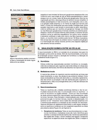 42 Clark, Finkel, Rey &Whalen
Sinalizaçãoendócrina
Hormônio
 Célula­
-alvo
Vasosangu1neo
Contato direto
Célula
sinalizadora
Junção
estreitada
�élula-
"----"--J -aIvo
Sinalização sináptica
----:---
�
�
º
Cél!a I .....___....
Célula­
/-alvo
nervosa Neurotransmissor
Figura 3.7
Alguns mecanismos usados comumen­
te para a transmissão de sinais regula­
dores entre as células.
Ili.
simpática é mais limitada. As fibras pré-ganglionares simpáticastêm uma
influência muito mais ampla do que as fibras parassimpáticas e fazem
sinapse com um número maior de fibras pós-ganglionares. Este tipo de
organização permite a descarga difusa do sistema nervoso simpático. A
divisão parassimpática é mais circunscrita, com interações uma-a-uma,
e os gânglios estão próximos ou no interior do órgão que inervam. Isto
limita o número de ramificações que esta divisão consegue fazer. (Uma
exceção importante a este arranjo é encontrada no plexo mioentérico,
onde se verificou que um neurônio pré-ganglionar interage com 8.000
ou mais fibras pós-ganglionares.) O arranjo anatômico do sistema paras­
simpático resulta em funções distintas desta divisão. O sistema nervoso
somático inerva os músculos esqueléticos. Um axônio motor somático
é altamente ramificado e cada ramo inerva uma fibra muscular simples.
Assim, um neurônio motor somático pode inervar 100 fibras musculares.
Este arranjo leva à formação da unidade motora. A ausência de gânglios
e a mielinização dos nervos motores permite uma resposta rápida por
este sistema nervoso somático.
SINALIZAÇÃO QUÍMICA ENTRE AS CÉLULAS
A neurotransmissão no SNA é um exemplo de um processo mais geral de
sinalização química entre as células. Além da neurotransmissão, outros tipos
de sinalização química incluem a secreção de hormônios e a liberação de
mediadores locais (Figura 3.7).
A. Hormônios
Células endócrinas especializadas secretam hormônios na circulação,
onde eles se deslocam pelo organismo exercendo efeitos em células-alvo
amplamente distribuídas. (Hormônios sãodescritos nos Capítulos 23 a26.)
B. Mediadores locais
A maioria das células do organismo secreta substâncias químicas que
atuam localmente, ou seja, nas células do seu ambiente imediato. Como
esses sinalizadores químicos são destruídos ou removidos rapidamente,
eles não entram na circulação e não são distribuídos pelo organismo. A
histamina (ver p. 550) e as prostaglandinas (ver p. 549) são exemplos de
mediadores locais.
C. Neurotransmissores
Todos os neurônios são unidades anatômicas distintas e não há con­
tinuidade estrutural entre eles. A comunicação entre os neurônios - e
entre os neurônios e os órgãos efetores - ocorre por meio da emissão
de sinais químicos específicos, denominados neurotransmissores, pelos
terminais nervosos. Essa liberação é desencadeada pela chegada do
potencial de ação no terminal nervoso, levando à despolarização. Um
aumento no Ca
2
+ intracelular inicia a fusão das vesículas sinápticas com
a membrana pré-sináptica e a liberação do seu conteúdo. Os neurotrans­
missores difundem-se rapidamente pela fenda ou pelo espaço sináptico
entre os neurônios e combinam-se com receptores específicos na célula
pós-sináptica (alvo) (Figura 3.8; ver Capítulo 2).
1. Receptores de membrana. Todos os neurotransmissores e a maio­
ria dos hormônios e mediadores locais são muito hidrofílicos para
penetrara camada bimolecular lipídica das membranas plasmáticas
das células-alvo. Então, o sinal é mediado pela ligação a receptores
específicos na superfície celular dos órgãos-alvo. (Nota: o receptor é
 
