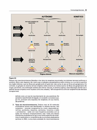 Neurônio
pré-ganglionar
Transmissor
ganglionar
Transmissor
neuroefetor
Figura 3.8
Inervaçãosimpáticada
suprarrenal
Acetilcolina
•
Receptor
nicotínico
Suprarrenal
Epinefrina
liberadana
circulação
�
Receptor
adrenérgico
,
AUTÔNOMO
Simpático
Acetilcolina
•
Receptor
,,____.. nicotínico
Norepinefrina
Receptor
adrenérgico
Orgãos efetores
Parassimpático
Acetilcolina
•
Receptor
T---r nicotínico
Acetilcolina
Receptor
muscarínico
Farmacologia Ilustrada 43
SOMÁTICO
Semgânglio
Acetilcolina
•
�ceptor�
/nicotínico"-
Músculo esquelético
Resumo dos neurotransmissores liberados e dos tipos de receptores encontrados nos sistemas nervosos autônomo e
somático. (Nota: este diagrama não mostra que os gânglios parassimpáticos estão próximos ou na própria superfície
dos órgãos efetores e que as fibras pós-ganglionares em geral são mais curtas do que as fibras pré-ganglionares. Em
contraste, os gânglios do sistema nervoso simpático estão próximos da medula espinal. As fibras pós-ganglionares são
longas, permitindo uma ramificação extensa para inervar mais de um sistema orgânico. Essa disposição permite que o
sistema nervoso simpático envie impulsos como uma unidade.) * 80°
/
o de epinefrinae 20°
/
o de norepinefrina são liberados
da suprarrenal.
definido como um local de reconhecimento de uma substância. Ele
apresenta especificidade de ligação e é acoplado a processos que,
por fim, provocam uma resposta.) Os receptores, em sua maioria,
são proteínas.
2. Tipos de neurotransmissores. Embora mais de 50 moléculas
sinalizadoras tenham sido identificadas no sistema nervoso, seis
compostos - incluindo norepinefrina (e a muito relacionada epi­
nefrina), acetilcolina, dopamina, serotonina, histamina e ácido
'Y-aminobutírico - estão com mais frequência envolvidos com as
ações dos fármacos terapeuticamente úteis. Cada uma dessas
substâncias sinalizadoras se liga a uma família específicade recep­
tores.A acetilcolina e a norepinefrina são os principais sinalizadores
químicos no SNA, e uma ampla variedade de neurotransmissores
 