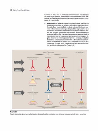44 Clark, Finkel, Rey &Whalen
Transmissor
pré-ganglionar
Transmissor
ganglionar
Transmissor
neuroefetor
Figura 3.9
Inervaçãosimpática
dasuprarrenal
Acetilcolina
•
Receptor
/�--... nicotínico
Suprarrenal
Epinefrinaliberada
nacirculação
l
...
Cf>;:.itor
adrenérgico
funciona no SNC. Não só esses neurotransmissores são liberados
na estimulação nervosa, mas também cotransmissores, como ade­
nosina, os quais frequentemente os acompanham e modulam o pro­
cesso de transmissão.
a. Acetilcolina. A fibra nervosa autônoma pode ser dividida em
dois grupos com base na natureza química do neurotransmissor
liberado. Se a transmissão é mediada pela acetilcolina, o neu­
rônio é denominado colinérgico (Figura 3.9 e Capítulos 4 e 5). A
acetilcolina intermedeia a transmissão do impulso nervoso atra­
vés dos gânglios autônomos nos sistemas nervosos simpático
e parassimpático. Ela é a neurotransmissora na suprarrenal. A
transmissão dos nervos pós-ganglionares autônomos para ór­
gãos efetores no sistema parassimpático e para alguns órgãos
do sistema simpático também envolve a liberação de acetilcoli­
na. No sistema nervoso somático, a transmissão najunção neu­
romuscular (ou seja, entre a fibra nervosa e o músculo voluntá­
rio) também é colinérgica (ver Figura 3.9).
AUTÔNOMO
Simpático
Acetilcolina
•
Receptor
.,..____,,nicotínico
Norepinefrina
ter.epor
adrenérg1co
Órgãos efetores
Parassimpático
Acetilcolina
•
Receptor
.,_...,, nicotínico
Acetilcolina
.•ecepto1
muscarínico
SOMÁTICO
Semgânglio
Acetilcolina
•
�
éceptor:::S:::
:::;:::: nicotínico�
Músculo esquelético
Neurônios colinérgicos (vermelho) e adrenérgicos (azul) encontrados nos sistemas nervoso autonômico e somático.
 