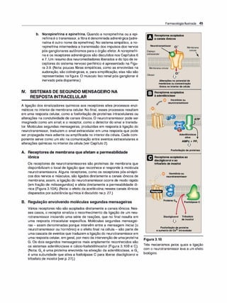 b. Norepinefrina e epinefrina. Quando a norepinefrina ou a epi­
nefrinaé o transmissor, a fibra é denominada adrenérgica (adre­
nalina é outro nome da epinefrina). No sistema simpático, a no­
repinefrina intermedeia a transmissão dos impulsos dos nervos
pós-ganglionares autônomos para o órgão efetor. A norepinefri­
na e os receptores adrenérgicos são discutidos nos Capítulos 6
e 7. Um resumo dos neuromediadores liberados e do tipo de re­
ceptores do sistema nervoso periférico é apresentado na Figu­
ra 3.9. (Nota: poucas fibras simpáticas, como as envolvidas na
sudoração, são colinérgicas, e, para simplificação, elas não são
representadas na figura. O músculo liso renal pós-ganglionar é
inervado pela dopamina.)
IV. SISTEMAS DE SEGUNDO MENSAGEIRO NA
RESPOSTA INTRACELULAR
A ligação dos sinalizadores químicos aos receptores ativa processos enzi­
máticos no interior da membrana celular. No final, esses processos resultam
em uma resposta celular, como a fosforilação de proteínas intracelulares ou
alterações na condutividade de canais iônicos. O neurotransmissor pode ser
imaginado como um sinal; e o receptor, como o detector do sinal e transdu­
tor. Moléculas segundas mensageiras, produzidas em resposta à ligação do
neurotransmissor, traduzem o sinal extracelular em uma resposta que pode
ser propagada mais adiante ou amplificada no interior da célula. Cada com­
ponente serve como um elo na comunicação entre eventos extracelulares e
alterações químicas no interior da célula (ver Capítulo 2).
A. Receptores de membrana que afetam a permeabilidade
.- .
1on1ca
Os receptores de neurotransmissores são proteínas de membrana que
disponibilizam o local de ligação que reconhece e responde à molécula
neurotransmissora. Alguns receptores, como os receptores pós-sinápti­
cos dos nervos e músculos, são ligados diretamente a canais iônicos de
membrana; assim, a ligação do neurotransmissor ocorre de modo rápido
(em fração de milissegundos) e afeta diretamente a permeabilidade iô­
nica (Figura 3.1OA). (Nota: o efeito da acetilcolina nesses canais iônicos
disparados porsubstância química é discutido na p. 27.)
B. Regulação envolvendo moléculas segundas mensageiras
Vários receptores não são acoplados diretamente a canais iônicos. Nes­
ses casos, o receptor sinaliza o reconhecimento da ligação de um neu­
rotransmissor iniciando uma série de reações, que no final resulta em
uma resposta intracelular específica. Moléculas segundas mensagei­
ras - assim denominadas porque intervêm entre a mensagem inicial (o
neurotransmissor ou hormônio) e o efeito final na célula - são parte de
uma cascata de eventos que traduzem a ligação do neurotransmissorem
uma resposta celular, em geral, por meio da intervenção de uma proteína
G. Os dois segundos mensageiros mais amplamente reconhecidos são
os sistemas adenililciclase e cálcio-fosfatidilinositol (Figura 3.108 e C).
(Nota: G5 é uma proteína envolvida na ativação da adenililciclase, e Gq
é uma subunidade que ativa a fosfolipase C para liberar diacilglicerol e
trifosfato de inositol [ver p. 27].)
Farmacologia Ilustrada 45
ft Recep�or!s�copiados
W acanais1on1cos
Neurotransmissor
Espaço
extracelular
Membrana
celular
Membranacelular
Citosol c1-
�
Alteraçõesnopotencialde
membranaouconcentração
iônicanointeriordacélula
r:'I Receptoresacoplados
l:il àadenililciclase
Q Hormônioou
� neurotransmissor

Adenililciclase
ativa
AMPc+ PPi
�
Fosforilaçãodeproteínas
f':! Receptoresacopladosao
� diacilgliceroleao
trifosfatodeinositol
ProteínaGq
Diacilglicerol
�
FosfolipaseC
Trifosfato
deinositol
Fosforilaçãodeproteína
eaumentodoCa2+intracelular
Figura 3.10
Três mecanismos pelos quais a ligação
com o neurotransmissor leva a um efeito
biológico.
 