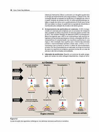 48 Clark, Finkel, Rey &Whalen
1
Figura 4.2
Inervação simpática
da suprarrenal
Acetilcolina
�
•
Receptor
nicotínico
Suprarrenal
Epinefrinaliberada
nacorrentesanguínea
--..
•
Receptor
adrenérgico
inibido por hemico/ínio. (Nota: acolinatem um nitrogênio quaternário
e carrega permanentemente umacarga positiva, e, dessaforma, não
consegue difundir-se através da membrana.) A captação da colina é
o passo limitante da síntese de ACh. A colina-acetiltransferase ca­
talisa a reação da colina com a acetilcoenzima A (CoA) para formar
ACh (um éster) no citosol. A acetil-CoA é originada da mitocôndria e
é produzida pela oxidação de piruvato e de ácidos graxos.
2. Armazenamento da acetilcolina em vesículas. A ACh é empa­
cotada em vesículas pré-sinápticas por um processo de transporte
ativo acoplado ao efluxo de prótons. A vesícula madura contém não
só ACh, mas também trifosfato de adenosina (ATP) e proteoglicano.
(Nota: foi sugerido que o ATP é um cotransmissor que atua em re­
ceptores pré-juncionais purinérgicos inibindo a liberação de ACh ou
norepinefrina.) A cotransmissão nos neurônios autônomos é uma
regra, e não a exceção. Isso significa que a maioria das vesículas
contém o neurotransmissor primário (neste caso, a ACh), e o co­
transmissor que aumenta ou diminui o efeito do neurotransmissor
primário. Os neurotransmissores em vesículas, ao longo do terminal
do nervo no neurônio pré-sináptico, parecem contas de um colar de
pérolas e são denominadas varicosidades.
3. Liberação da acetilcolina. Quando um potencial de ação, propa­
gado por canais de sódio voltagem-dependentes, chega ao termi-
AUTÔNOMO
Simpático
Acetilcolina
�
•
Receptor
.,__,.. nicot1nico
Norepinefrina
Receptor
adrenérgico
Órgãos efetores
Parassimpático
Acetilcolina
�
•
Receptor
---------.. nicot1nico
Acetilcolina
�
•
Receptor
, .
muscarin1co
SOMÁTICO
Semgânglio
Acetilcolina
�
•
�ceptor �
/nicotínico........._
Músculo estriado
Locais de ação dos agonistas colinérgicos nos sistemas nervosos autônomo e somático.
 