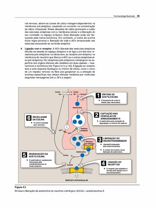 nal nervoso, abrem-se canais de cálcio voltagem-dependentes na
membrana pré-sináptica, causando um aumento na concentração
de cálcio intracelular. Níveis elevados de cálcio promovem a fusão
das vesículas sinápticas com a membrana celular e a liberação do
seu conteúdo no espaço sináptico. Essa liberação pode ser blo­
queada pela toxina botulínica. Em contraste, a toxina da aranha
viúva negra provoca a liberação de toda a ACh armazenada nas
vesículas esvaziando-as na fenda sináptica.
4. Ligação com o receptor. A ACh liberada das vesículas sinápticas
difunde-se através do espaço sináptico e se liga a um dos dois re­
ceptores pós-sinápticos na célula-alvo, ao receptor pré-sináptico na
membranado neurônio que liberou a ACh ou a outros receptores-al­
vo pré-sinápticos. Os receptores pós-sinápticos colinérgicos na su­
perfície dos órgãos efetores são divididos em duas classes - mus­
carínicos e nicotínicos (ver Figura 4.4 e p. 50). A ligação ao receptor
leva a uma resposta fisiológica no interior da célula, como o início
de um impulso nervoso na fibra pós-ganglionar ou a ativação de
enzimas específicas nas células efetoras mediados por moléculas
segundas mensageiras (ver p. 29 e a seguir).
Figura 4.3
� RECICLAGEM
IL!JI DA COLINA
• Acolinaécaptada
peloneurônio.
-
DEGRADAÇAO DA
ACETILCOLINA
• Aacetilcolinaérapidamente
hidrolisadapela
acetilcolinesterasena
fendasináptica.
Colina ----,"""'"""-. Colina
Na+_
___,
..,.._
_. Na+ (AcCoA
Ca2+
Acetilcolina
Ji
Jl
O1 1 Vesícula
/ 9sináptica
Ca2+
Colina
Acetato
Receptor
pré-sináptico
Acetilcolin
J
RESPOSTAINTRACELULAR
Farmacologia Ilustrada 49
SÍNTESE DE
ACETILCOLINA
• Otransportedecolinaé
inibidopelohemicolí
nio.
CAPTAÇÃO NAS
VESÍCULAS DE
ARMAZENAMENTO
• Aacetilcolinaestáprotegidada
degradaçãonointeriordavesícula.
IE,:1 LIBERAÇÃO DO
� NEUROTRANSMISSOR
• Liberaçãobloqueada
pelatoxinabotulínica.
• Ovenenodearanhascausa
liberaçãodeacetilcolina.
LIGAÇÃO AO
RECEPTOR
• Oreceptorpós-sinápticoé
ativadopelaligaçãocomo
neurotransmissor.
Síntese e liberação da acetilcolina do neurônio colinérgico. AcCoA = acetilcoenzima A.
 