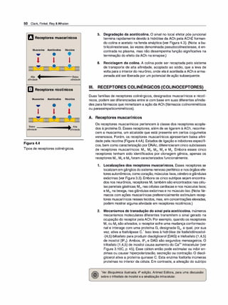 50 Clark, Finkel, Rey &Whalen
rJ Receptores muscarínicos
Muscarina Acetilcolina Nicotina
... • •
l l '
m ®
= � = � IDifil
Alta +- Baixa
afinidade afinidade
m Receptores nicotínicos
Muscarina Acetilcolina Nicotina
... • •
' l l
=-� IIDIDJ e = ' =
Baixa +a Alta
afinidade afinidade
Figura 4.4
Tipos de receptores colinérgicos.
5. Degradação da acetilcolina. O sinal no local efetor pós-juncional
termina rapidamente devido à hidrólise da ACh pela AChE forman­
do colina e acetato na fenda sináptica (ver Figura 4.3). (Nota: a bu­
6.
tirilcolinesterase, às vezes denominada pseudocolinesterase, é en­
contrada no plasma, mas não desempenha função significativa na
terminação do efeito da ACh na sinapse.)
Reciclagem da colina. A colina pode ser recaptada pelo sistema
de transporte de alta afinidade, acoplado ao sódio, que a leva de
volta para o interiordo neurônio, onde elaé acetilada a ACh e arma­
zenada até ser liberada por um potencial de ação subsequente.
Ili. RECEPTORES COLINÉRGICOS (COLINOCEPTORES)
Duas famílias de receptores colinérgicos, designados muscarínicos e nicotí­
nicos, podem ser diferenciadas entre si com base em suas diferentes afinida­
des parafármacos que mimetizam a ação da ACh (fármacos colinomiméticos
ou parassimpaticomiméticos).
A. Receptores muscarínicos
Os receptores muscarínicos pertencem à classe dos receptores acopla­
dos à proteína G. Esses receptores, além de se ligarem à ACh, reconhe­
cem a muscarina, um alcaloide que está presente em certos cogumelos
venenosos. Porém, os receptores muscarínicos apresentam baixa afini­
dade pela nicotina (Figura 4.4A). Estudos de ligação e inibidores específi­
cos, bem como caracterização por DNAc, diferenciaram cinco subclasses
de receptores muscarínicos: M1, M2, M3, M4 e M5• Embora esses cinco
receptores tenham sido identificados por clonagem gênica, apenas os
receptores M1, M2 e M3 foram caracterizados funcionalmente.
1. Localizações dos receptores muscarínicos. Esses receptores se
localizam em gânglios dosistema nervoso periférico e nosórgãos efe­
toresautonômicos, comocoração, músculos lisos, cérebroeglândulas
exócrinas (ver Figura 3.3). Embora os cinco subtipos sejam encontra­
dos nos neurônios, receptores M1 também são encontrados nas célu­
las parietais gástricas; M2, nas células cardíacas e nos músculos lisos;
e M3, na bexiga, nas glândulas exócrinas e no músculo liso. (Nota: fár­
macos com ações muscarínicas preferencialmente estimulam recep­
tores muscarínicos nesses tecidos, mas, em concentrações elevadas,
podem mostraralguma atividade em receptores nicotínicos.)
2. Mecanismos de transdução do sinal pela acetilcolina. Inúmeros
mecanismos moleculares diferentes transmitem o sinal gerado na
ocupação do receptor pelaACh. Por exemplo, quando os receptores
M1 ou M3 são ativados, o receptorsofre uma mudança conformacio­
nal e interage com uma proteína G, designada Gq, a qual, por sua
vez, ativa a fosfolipase C.
1
Isso leva à hidrólise de fosfatidilinositol­
-(4,5)-bifosfato para produzir diacilglicerol (DAG) e trisfosfato (1 ,4,5)
de inositol (IP3). Ambos, IP3 e DAG são segundos mensageiros. O
trifosfato (1 ,4,5) de inositol causa aumento do Ca
2
+ intracelular (ver
Figura 3.1OC, p. 45). Esse cátion então pode estimular ou inibir en­
zimas ou causar hiperpolarizacão, secreção ou contração. O diacil­
glicerol ativa a proteína quinase C. Esta enzima fosforila inúmeras
proteínas no interior da célula. Em contraste, a ativação do subtipo
1Ver Bioquí
mica Ilustrada, 4ª edição, Artmed Editora, para uma discussão
sobre o trifosfato de inositol e a sinalização intracelular.
 