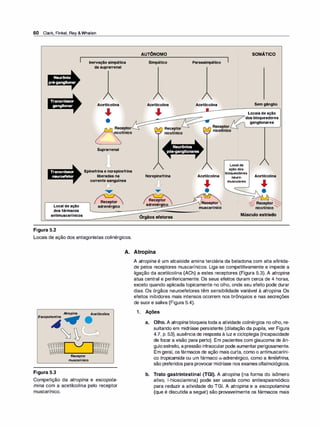 60 Clark, Finkel, Rey &Whalen
Inervaçãosimpática
dasuprarrenal
Neurônio
pré-ganglionar
Transmissor
ganglionar Acetilcolina
.J
•
AUTÔNOMO
Simpático
Acetilcolina
SOMÁTICO
Parassimpático
Acetilcolina Semgânglio
Locaisdeação
------/dosbloqueadores
ganglionares
Receptor______,_
,...____...nicotínico Receptor
............... nicotínico
Transmissor
neuroefetor
Localdeação
dosfármacos
antimuscarínicos
Figura 5.2
Suprarrenal
Epinefrinaenorepinefrina
liberadasna
correntesanguínea
o
Receptor
adrenérgico
Locais de ação dos antagonistas colinérgicos.
,
Norepinefrina
Receptor
adrenérgico
Orgãos efetores
Acetilcolina
.J
•
muscarínico
Localde
açãodos
bloqueadores
neuro­
musculares
Acetilcolina
.J
•
� Receptor�
/nicotínico-........:
Músculo estriado
A. Atropina
Escopo/amina
Figura 5.3
Atropina
.
..
. .
. .
. .
. .
Acetilcolina
. .
• • i••
.. .•..... .-·
.
-
·: ·
:·
..·
··
·-
·
-----
·-·
·
..
:
Receptor
muscarínico
Competição da atropina e escopo/a­
mina com a acetilcolina pelo receptor
, .
muscar1n1co.
A atropina é um alcaloide amina terciária da beladona com alta afinida­
de pelos receptores muscarínicos. Liga-se competitivamente e impede a
ligação da acetilcolina (ACh) a estes receptores (Figura 5.3). A atropina
atua central e perifericamente. Os seus efeitos duram cerca de 4 horas,
exceto quando aplicada topicamente no olho, onde seu efeito pode durar
dias. Os órgãos neuroefetores têm sensibilidade variável à atropina. Os
efeitos inibidores mais intensos ocorrem nos brônquios e nas secreções
de suor e saliva (Figura 5.4).
1 . Ações
a. Olho. A atropina bloqueia toda a atividade colinérgica no olho, re­
sultando em midríase persistente (dilatação da pupila, ver Figura
4.7, p. 53), ausência de resposta à luz e cicloplegia (incapacidade
de focar a visão para perto). Em pacientes com glaucoma de ân­
guloestreito, apressão intraocularpode aumentarperigosamente.
Em geral, os fármacos de ação mais curta, como o antimuscaríni­
co tropicamida ou um fármaco a-adrenérgico, como a f
enilefri
na,
são preferidos para provocar midríase nos examesoftalmológicos.
b. Trato gastrintestinal (TGI). A atropina (na forma do isômero
ativo, 1-hiosciamina) pode ser usada como antiespasmódico
para reduzir a atividade do TGI. A atropina e a escopolamina
(que é discutida a seguir) são provavelmente os fármacos mais
 