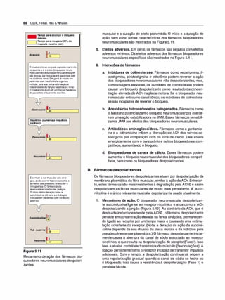 66 Clark, Finkel, Rey &Whalen
Tempo para alcançaro bloqueio
máximo
1 Tempo para recuperar 25º/oda
�
�
- resposta máxima (min)
Atracúrio 40
2
O ci
satracúr
iosedegradaespontaneamente
no plasmaeé oúnicobloqueadorneuro­
muscularnãodespolarizantecujadosagem
nãoprecisaser reduzidaempacientescom
insuficiênciarenal. Em geral,é usadoem
pacientescominsuficiênciaorgânica
múltipla, poissua biotransformaçãoé
independentedafunçãohepáticaou renal.
O cisatracúr
io é útilemventilaçãomecânica
de pacientescriticamentedoentes.
e. t • . ls
isa racur10 :
L
=:
sa
=:
=:
=:
=:
=:
=:
=:
=:
=:
=:
=:
=:
=:
=:
:
Vagolítico (aumenta afrequência
cardíaca)
____
_
_
_
_
_
_;
Pancurônio ,._
�-
�6
-
-
-
-
-
-
-
Rocurônio 1-
/--'-
:
-
3-
-
�
Écomum adormuscularpós-cirúr­
gica; podeocorrerhiperpotassemiae
aumentodas pressõesintraoculare
intragástrica. O fármacopode
desencadearhipertermia maligna.
O iníciorápidodaaçãotornaa
succinilcolinaútilparaaentubação
traqueal em pacientescomconteúdo
gástrico.
S . ., ,. l.h1
ucc1n11co1na @]
Tubocurarina ,.__;8--�
Vecurônio ,._
�-
�
-
-
-..
Figura 5.11
Mecanismo de ação dos fármacos blo­
queadores neuromusculares despolari­
zantes.
muscular e a duração de efeito pretendida. O início e a duração de
ação, bem como outras características dos fármacos bloqueadores
neuromusculares são mostrados na Figura 5.1 1 .
5. Efeitos adversos. Em geral, os fármacos são seguros com efeitos
adversos mínimos. Os efeitos adversos dos fármacos bloqueadores
neuromusculares específicos são mostrados na Figura 5.1 1 .
6. Interações de fármacos
a. Inibidores de colinesterase. Fármacos como neostigmina, fi­
sostigmina, piridostigmina e edrofônio podem reverter a ação
dos bloqueadores neuromusculares não despolarizantes, mas,
com dosagens elevadas, os inibidores de colinesterase podem
causar um bloqueio despolarizante como resultado da concen­
tração elevada de ACh na placa motora. Se o bloqueador neu­
romuscular entrou no canal iônico, os inibidores de colinestera­
se são incapazes de reverter o bloqueio.
b. Anestésicos hidrocarbonetos halogenados. Fármacos como
o halotano potencializam o bloqueio neuromuscular por exerce­
rem umaação estabilizadora na JNM. Esses fármacos sensibili­
zam a JNM aos efeitos dos bloqueadores neuromusculares.
c. Antibióticos aminoglicosídeos. Fármacos como a gentamici­
na e a tobramicina inibem a liberação de ACh dos nervos co­
linérgicos por competição com os íons de cálcio. Eles atuam
sinergicamente com o pancurônio e outros bloqueadores com­
petitivos, aumentando o bloqueio.
d. Bloqueadores de canais de cálcio. Esses fármacos podem
aumentaro bloqueio neuromusculardos bloqueadores competi­
tivos, bem como os bloqueadores despolarizantes.
B. Fármacos despolarizantes
Os fármacos bloqueadores despolarizantes atuam por despolarização da
membrana plasmática dafibra muscular, similarà ação daACh. Entretan­
to, estesfármacos são mais resistentes à degradação pela AChE e assim
despolarizam as fibras musculares de modo mais persistente. A succi­
nilcolina é o único relaxante muscular depolarizante usado atualmente.
1. Mecanismo de ação. O bloqueador neuromuscular despolarizan­
te succinilcolina liga-se ao receptor nicotínico e atua como a ACh
despolarizando a junção (Figura 5.12). Ao contrário da ACh, que é
destruída instantaneamente pela AChE, o fármaco despolarizante
persiste em concentração elevada na fenda sináptica, permanecen­
do ligado ao receptor por um tempo maior e causando uma estimu­
lação constante do receptor. (Nota: a duração da ação da succinil­
colina depende da sua difusão da placa motora e da hidrólise pela
pseudocolinesterase plasmática.) O fármaco despolarizante inicial­
mente causa a abertura do canal de sódio associado ao receptor
nicotínico, o que resulta na despolarização do receptor (Fase 1). Isso
leva a abalos contráteis transitórios do músculo (fasciculações). A
ligação persistente torna o receptor incapaz de transmitir impulsos
adicionais. Com o tempo, a despolarização contínua dá origem a
uma repolarização gradual quando o canal de sódio se fecha ou
é bloqueado. Isso causa a resistência à despolarização (Fase 11) e
paralisia flácida.
 