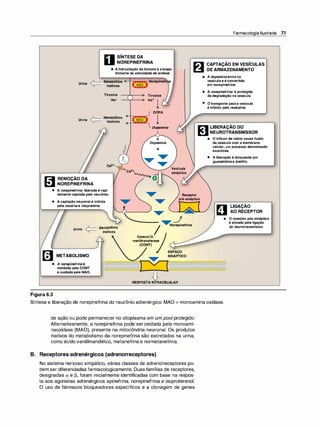 SÍNTESE DA
NOREPINEFRINA
• Ahidroxilação datirosinaé aetapa
limitante da velocidadedesíntese.
Tirosina
Na+
Tirosina
Na+
t
1.--�
DOPA
. /l- Metabólitos
Urina � inativos t
REMOÇÃO DA
NOREPINEFRINA
Dopamina
Dopamina
�
Jl � .....
Ca2+ � .....
Ca2+
�o
Vesícula
sináptica
Farmacologia Ilustrada 71
CAPTAÇÃO EM VESÍCULAS
DE ARMAZENAMENTO
• A dopaminaentrana
vesículaeéconvertida
em norepinefrina.
• A norepinefrina é protegida
dadegradação navesícula.
• Otransporte paraa vesícula
é inibido pela reserpina.
[:li LIBERAÇÃO DO
� NEUROTRANSMISSOR
• O influxo de cálcio causafusão
davesícula com a membrana
celular, um processo denominado
exocitose.
• A liberação é bloqueada por
guanetidinae bretílio.
• A norepinefrina liberadaé rapi­
damente captada pelo neurônio.
• A captação neuronal é inibida
pela cocaínae imipramina.
.....
.....
Receptor
pré-sináptico
Urina /l- Metabólitos
� inativos
� METABOLISMO
• A norepinefrinaé
metilada pela COMT
e oxidada pela MAO.
Figura 6.3
..... �
--
-
_!
1'Y.o,ep;nefrina
Catecol-0-
-metiltransferase
(COMT)
JJ
RESPOSTA INTRACELULAR
Síntese e liberação de norepinefrina do neurônio adrenérgico. MAO = monoamina oxidase.
de ação ou pode permanecer no citoplasma em um pool protegido.
Alternativamente, a norepinefrina pode ser oxidada pela monoami­
naoxidase (MAO), presente na mitocôndria neuronal. Os produtos
inativos do metabolismo da norepinefrina são excretados na urina,
como ácido vanililmandélico, metanefrina e normetanefrina.
B. Receptores adrenérgicos (adrenorreceptores)
No sistema nervoso simpático, várias classes de adrenorreceptores po­
dem ser diferenciadas farmacologicamente. Duas famílias de receptores,
designadas a e 13, foram inicialmente identificadas com base na respos­
ta aos agonistas adrenérgicos epinefrina, norepinefrina e isoproterenol.
O uso de fármacos bloqueadores específicos e a clonagem de genes
-
LIGAÇAO
AO RECEPTOR
• O receptor pós-sináptico
é ativado pela ligação
do neurotransmissor.
 
