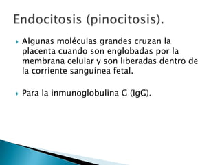 Algunas moléculas grandes cruzan la placenta cuando son englobadas por la membrana celular y son liberadas dentro de la corriente sanguínea fetal.Para la inmunoglobulina G (IgG).Endocitosis (pinocitosis).