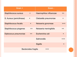 Gram + Gram -
Staphilococus aureus + Haemophilus influenzae ++
S. Aureus (penicilinasa) + Clebsiella pneumoniae +
Staphilococus fecalis + Neisseria gonorreae +++
Staphilococus piogenes ++ Neisseria meningitidis ++
Diplococus pneumoniae ++ Escherichia coli +
Salmonella +++
Sigella +
Bacteroides fragilis +++
 