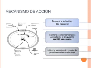 MECANISMO DE ACCION
Se une a la subunidad
50s ribosomal
Interfiere con la incorporación
aminoácido al bloquear la
peptidil transferasa
Inhibe la síntesis mitocondrial de
proteínas en la medula ósea
 