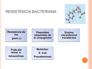 RESISTENCIA BACTERIANA
Resistencia de
los
gram (-)
Plasmidos
adquiridos de
la conjugacion
Enzima
cloranfenicol
transferasa
Pude dar
resist. a:
tetraciclinas
Mutantes:
E. Coli
Pseudomonas
 